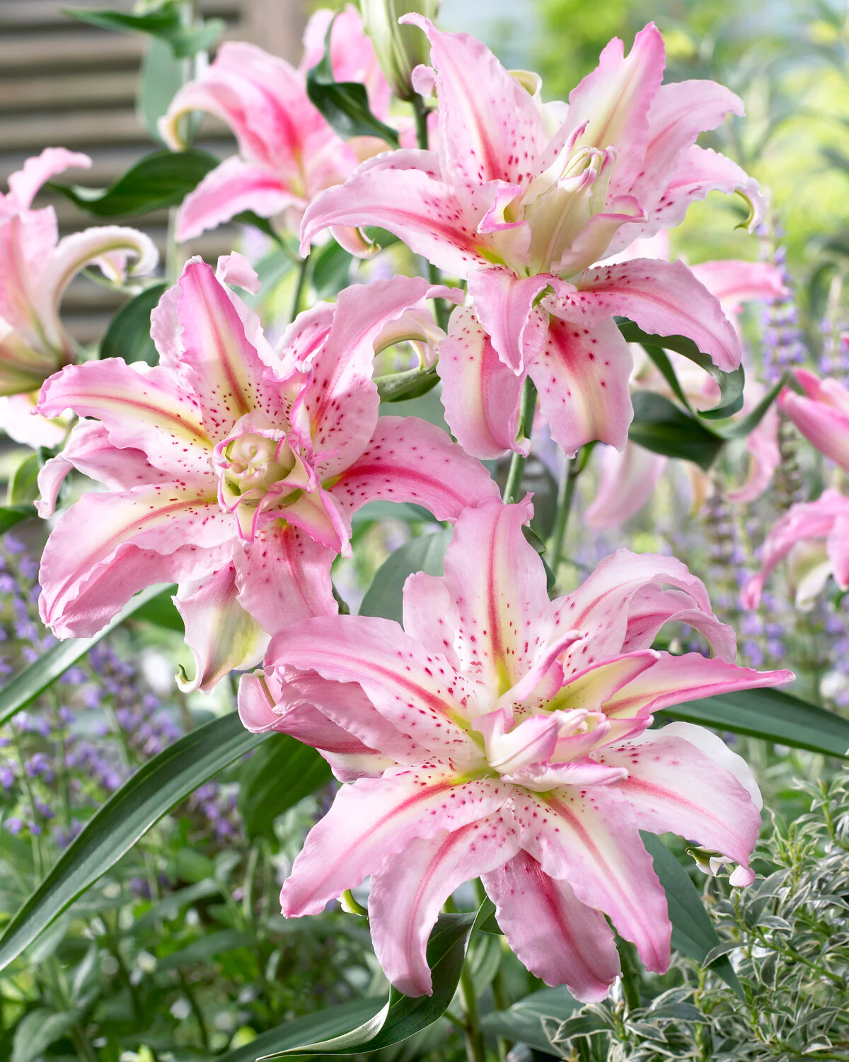 Lily 'Broken Heart' - Image 2