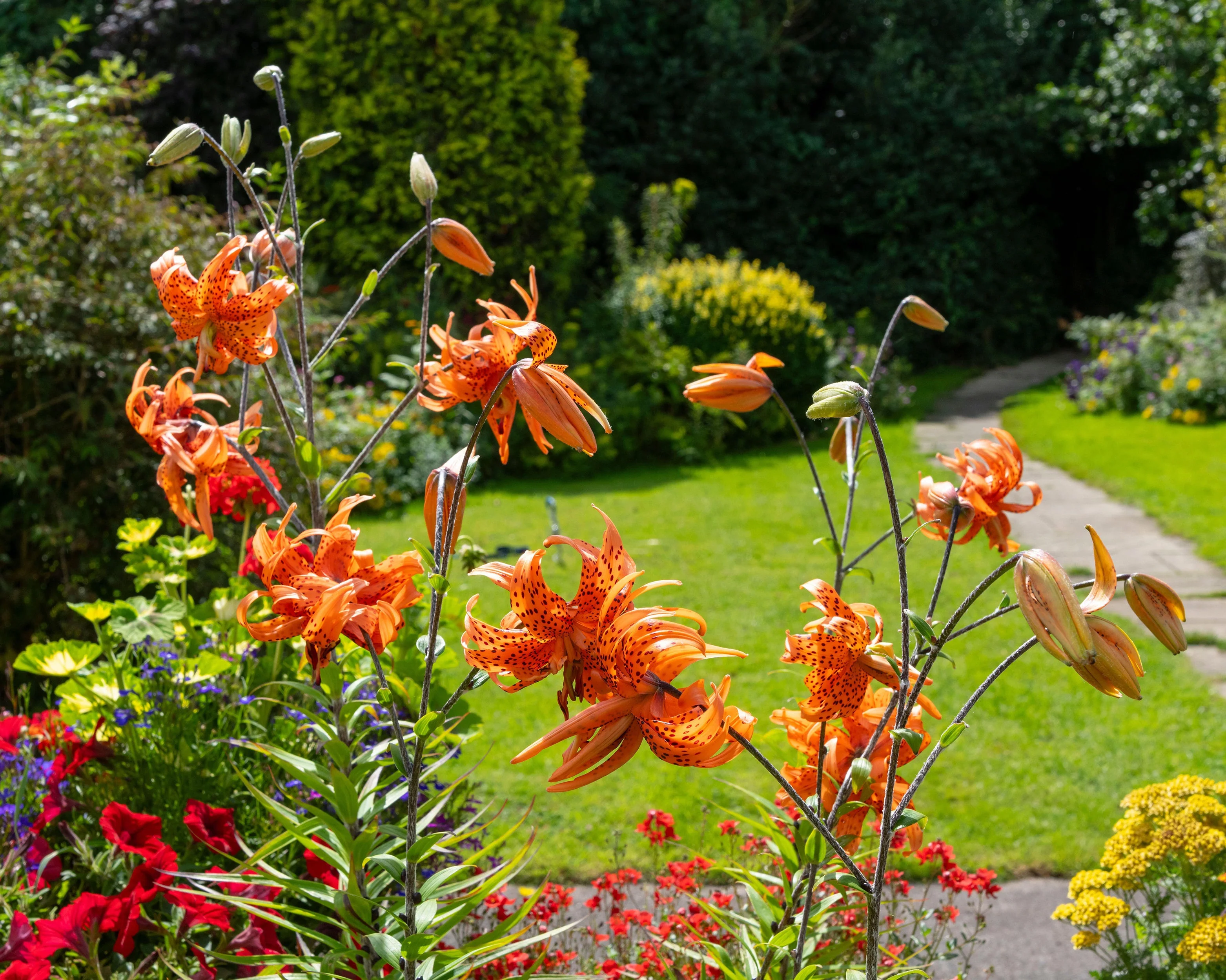 Lily 'Flore Pleno' - Image 2