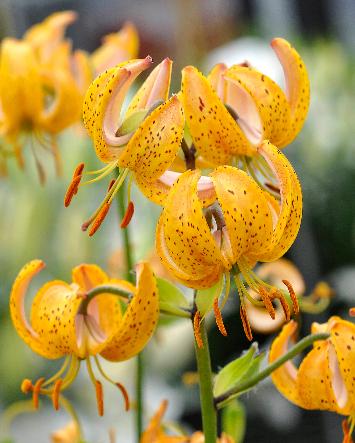 Lily 'Terrace City'