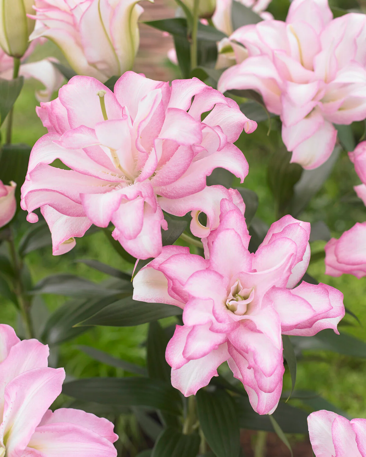 Lily 'Roselily Anouska'