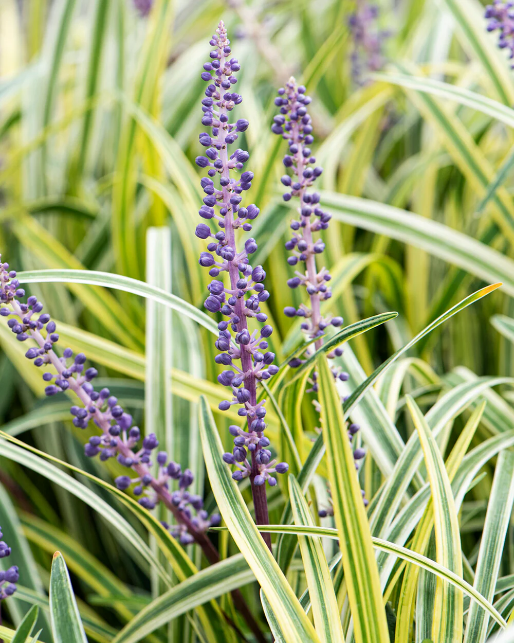 Liriope 'Silvery Sunproof'