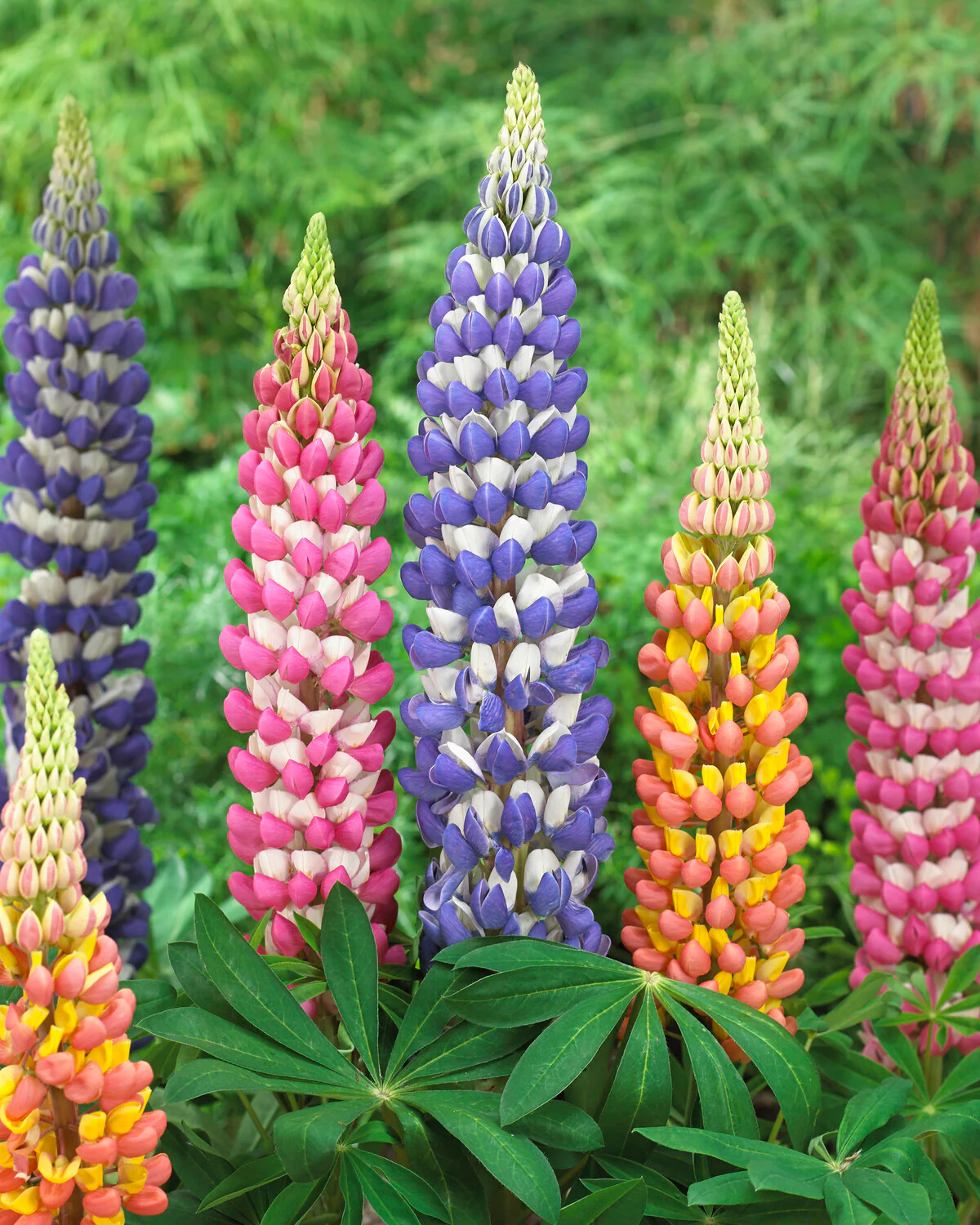 Lupinus 'King Canute' - Image 9