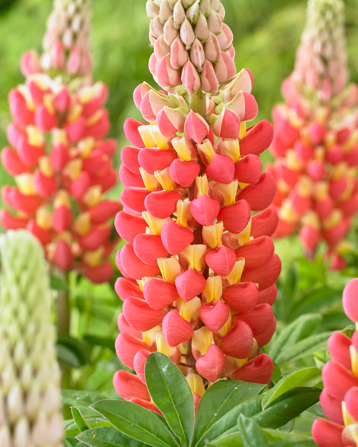 Lupinus 'Tequila Flame'