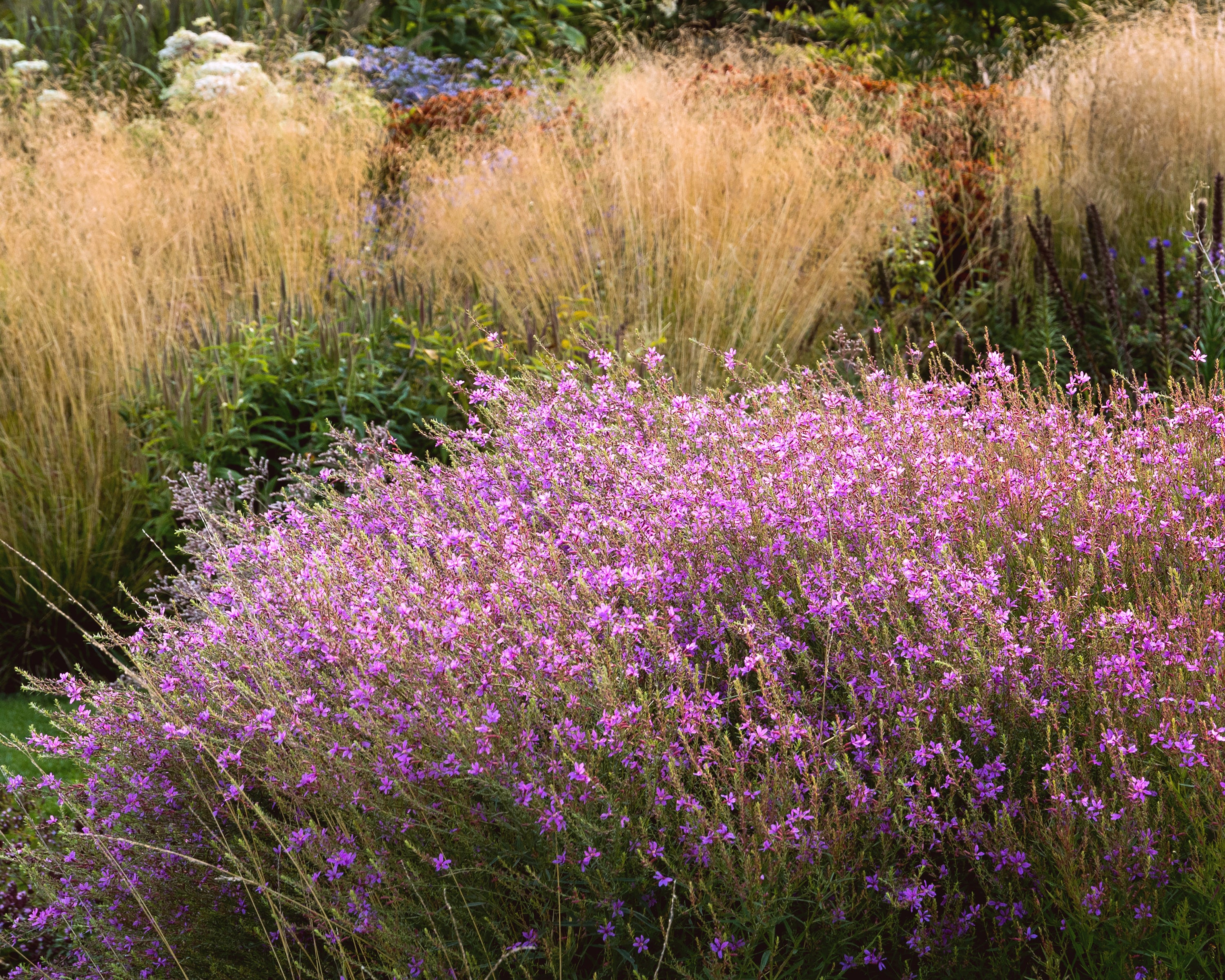 Lythrum 'Swirl' - Image 2
