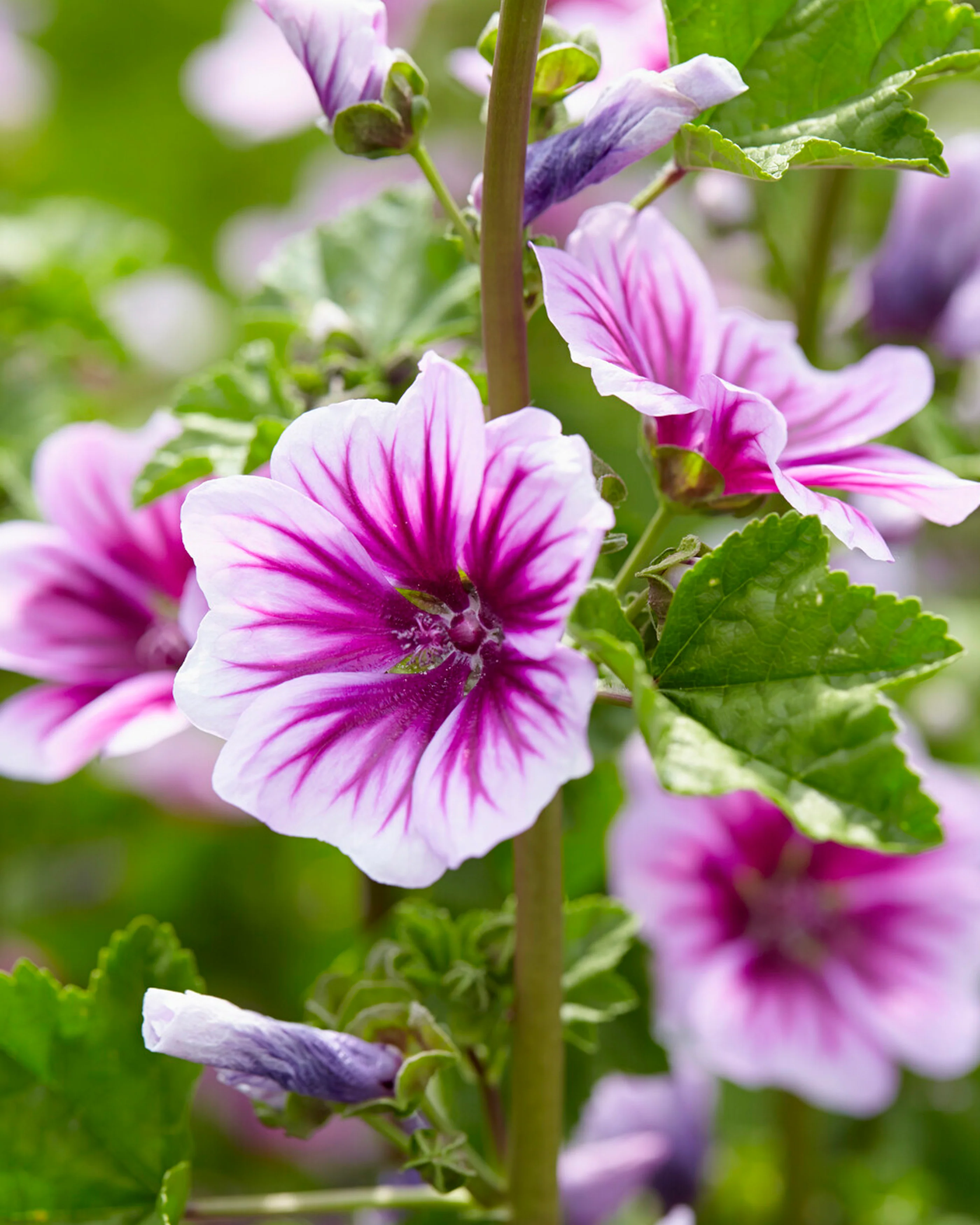 Malva 'Zebrina'