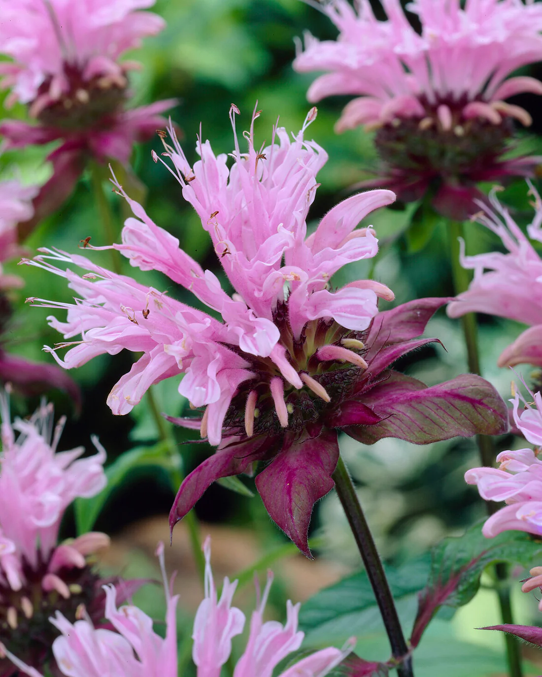 Monarda 'Beauty of Cobham'