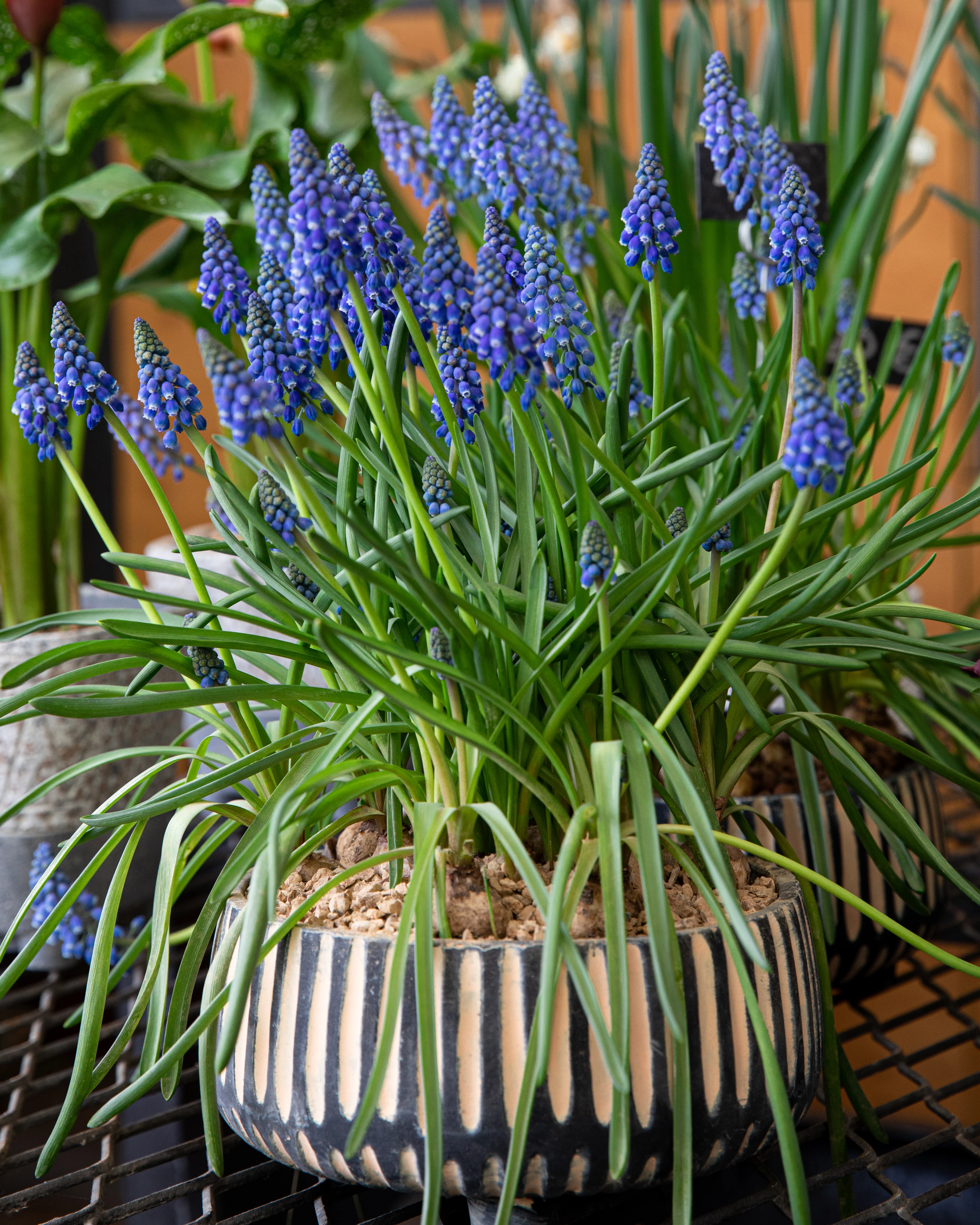 Muscari armeniacum - Image 2