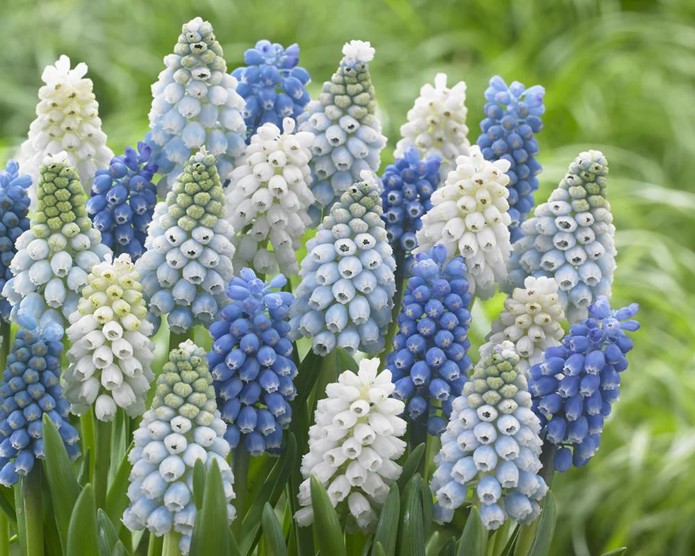 Muscari collection 'Grapevine' - Image 2