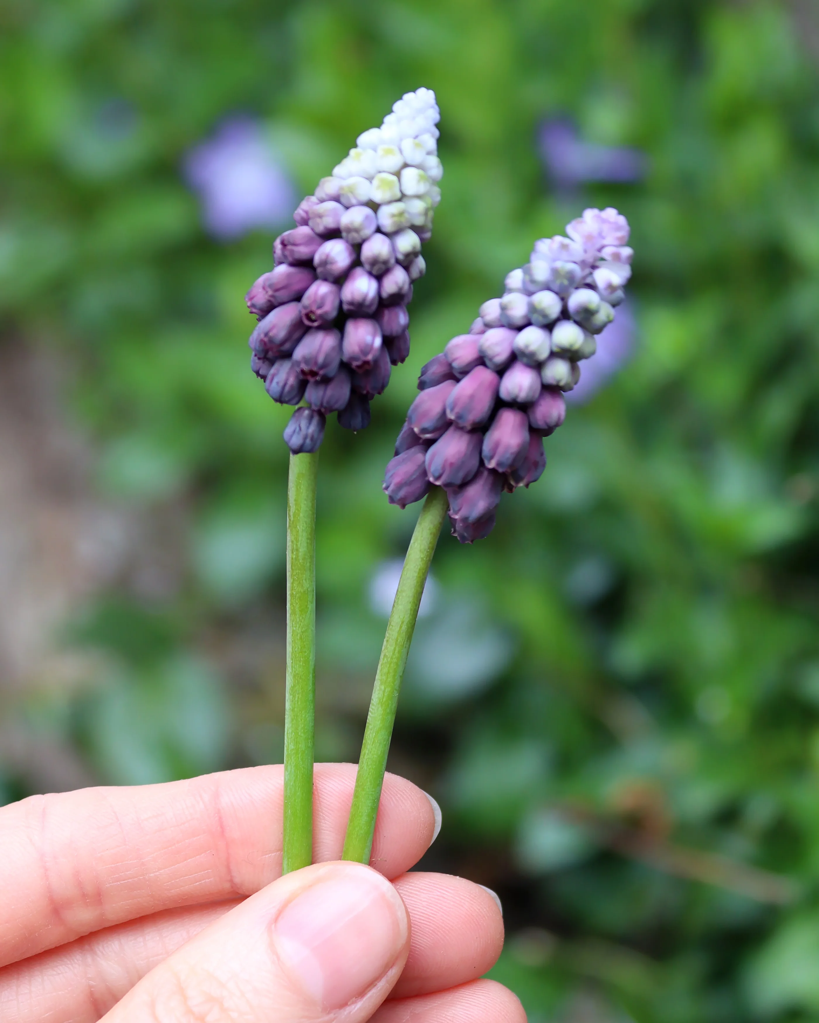 Muscari 'Grape Ice' - Image 2