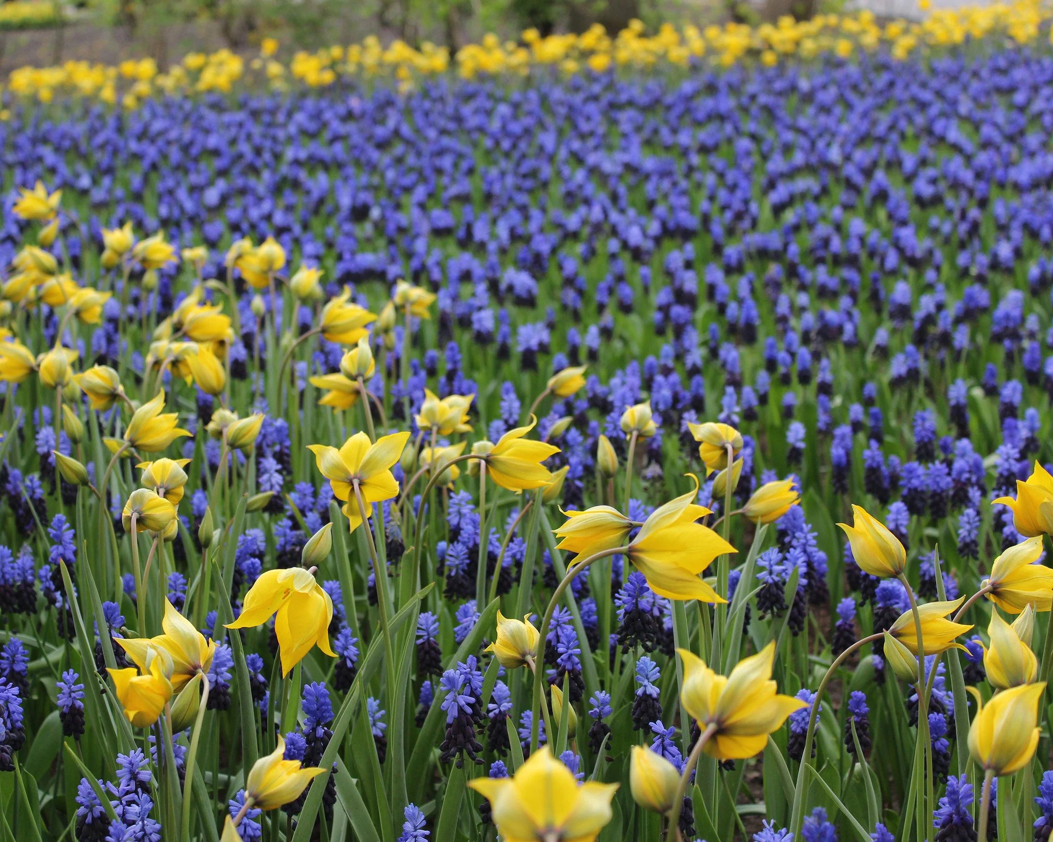 Muscari latifolium - Image 2