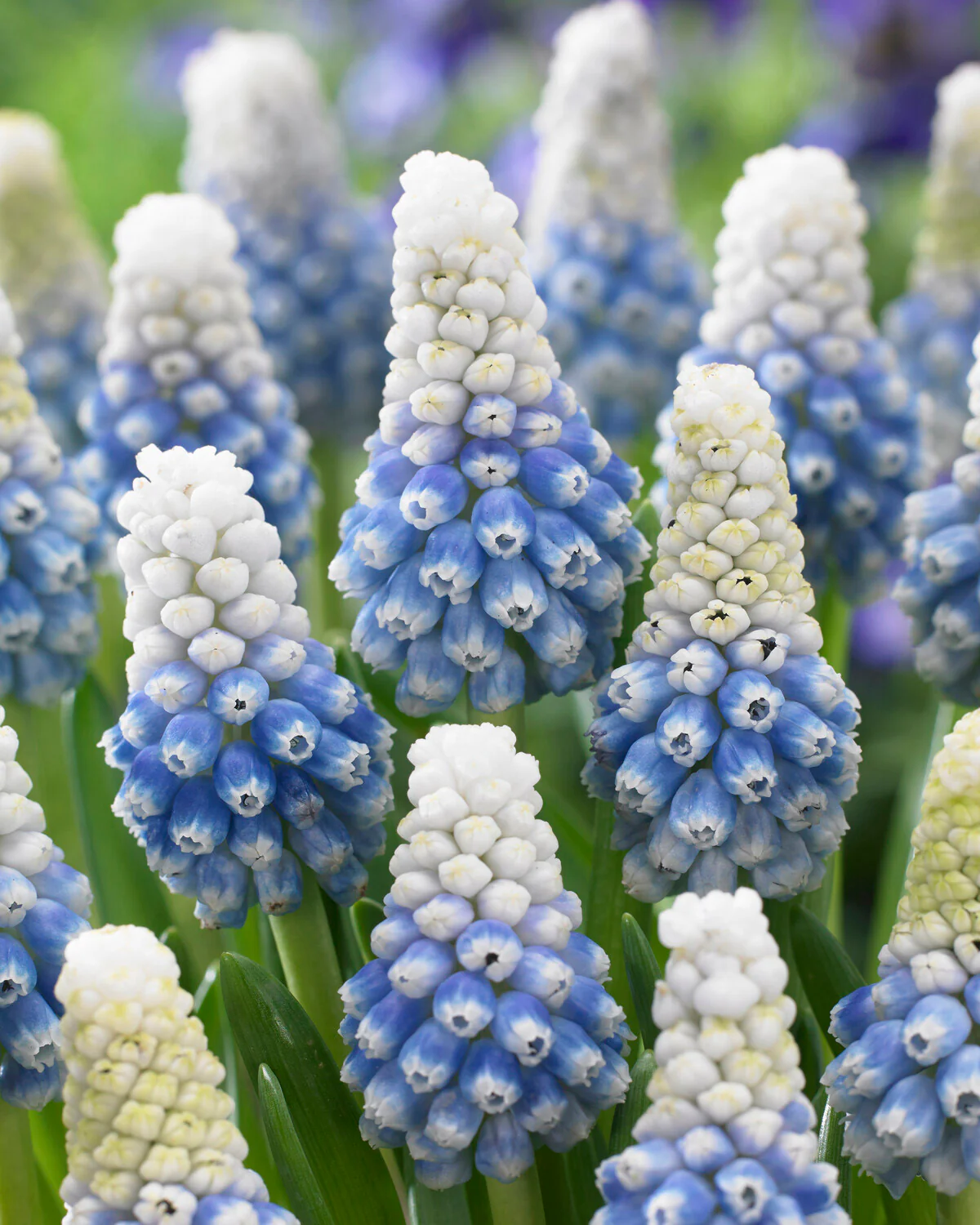 Muscari 'Mountain Lady'