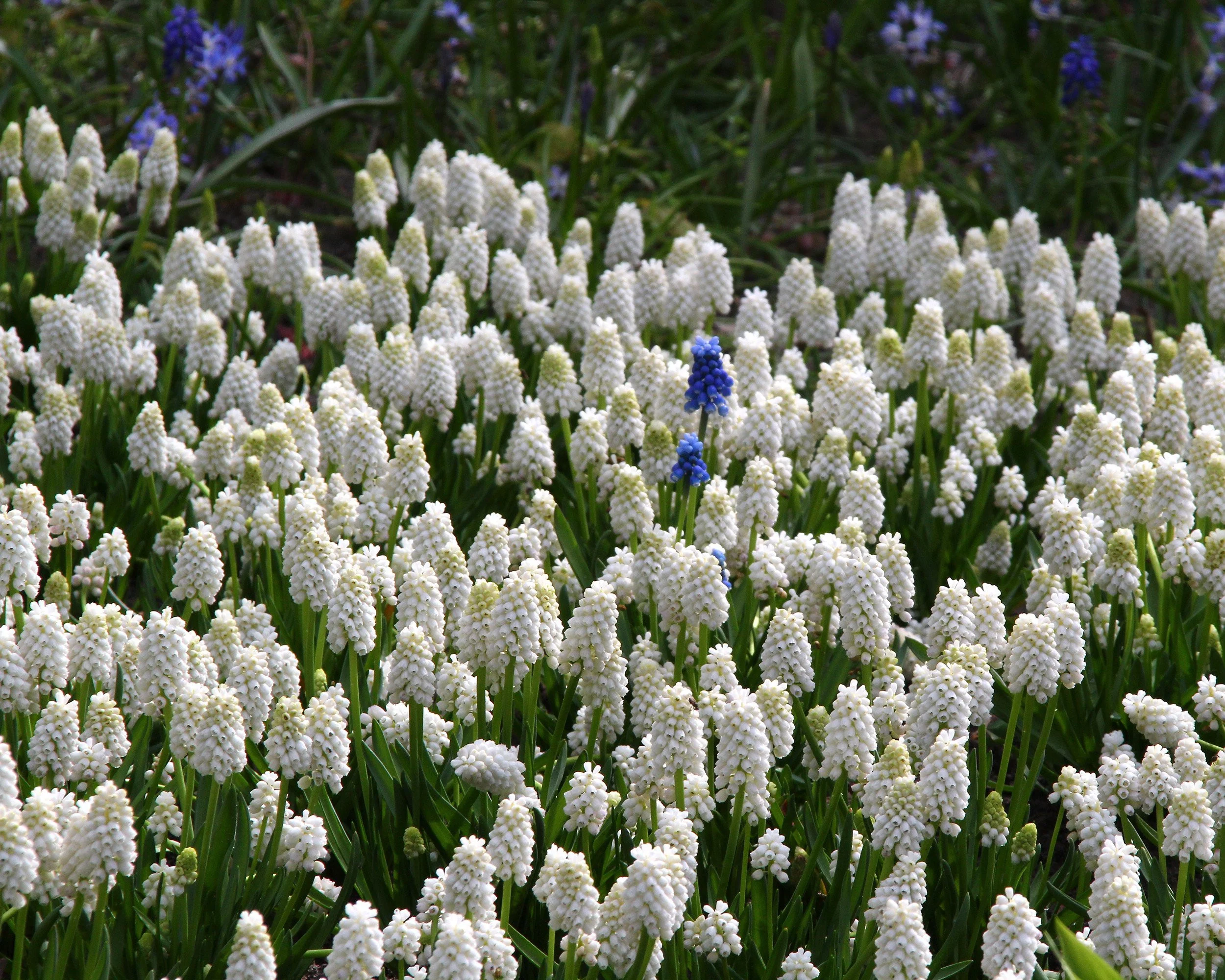 Muscari 'White Magic' - Image 2