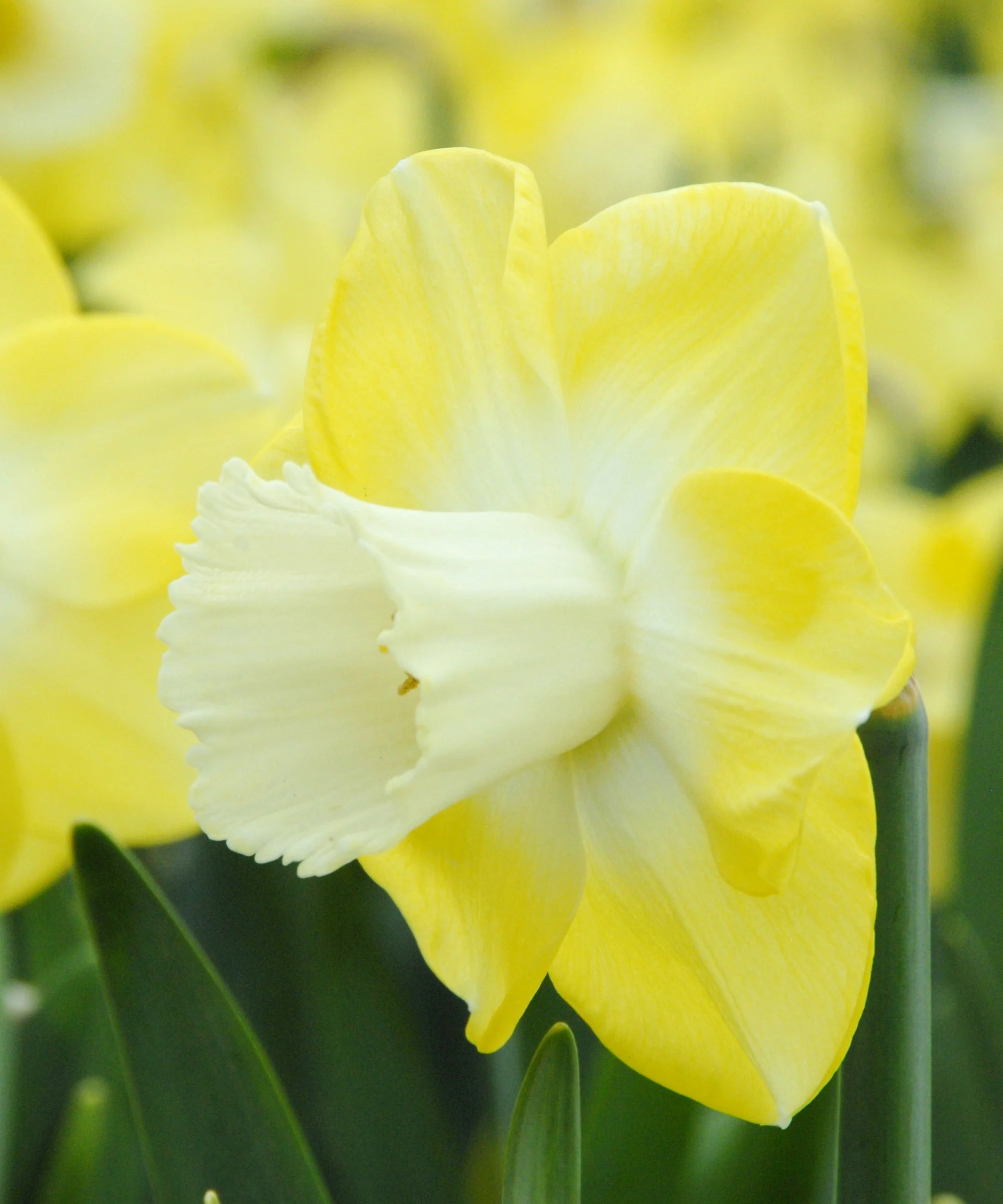 Narcissus 'Avalon'