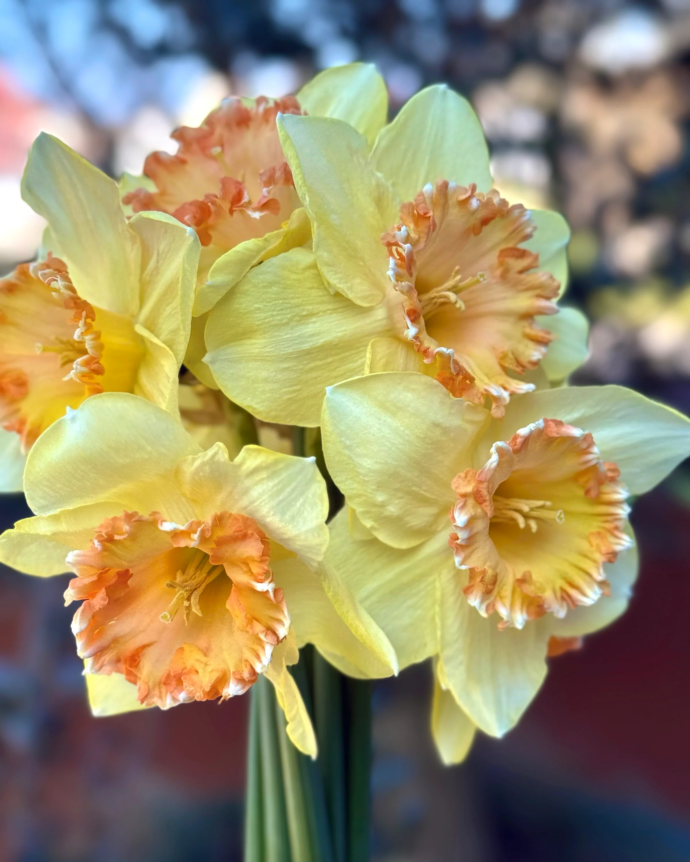 Narcissus 'By George'