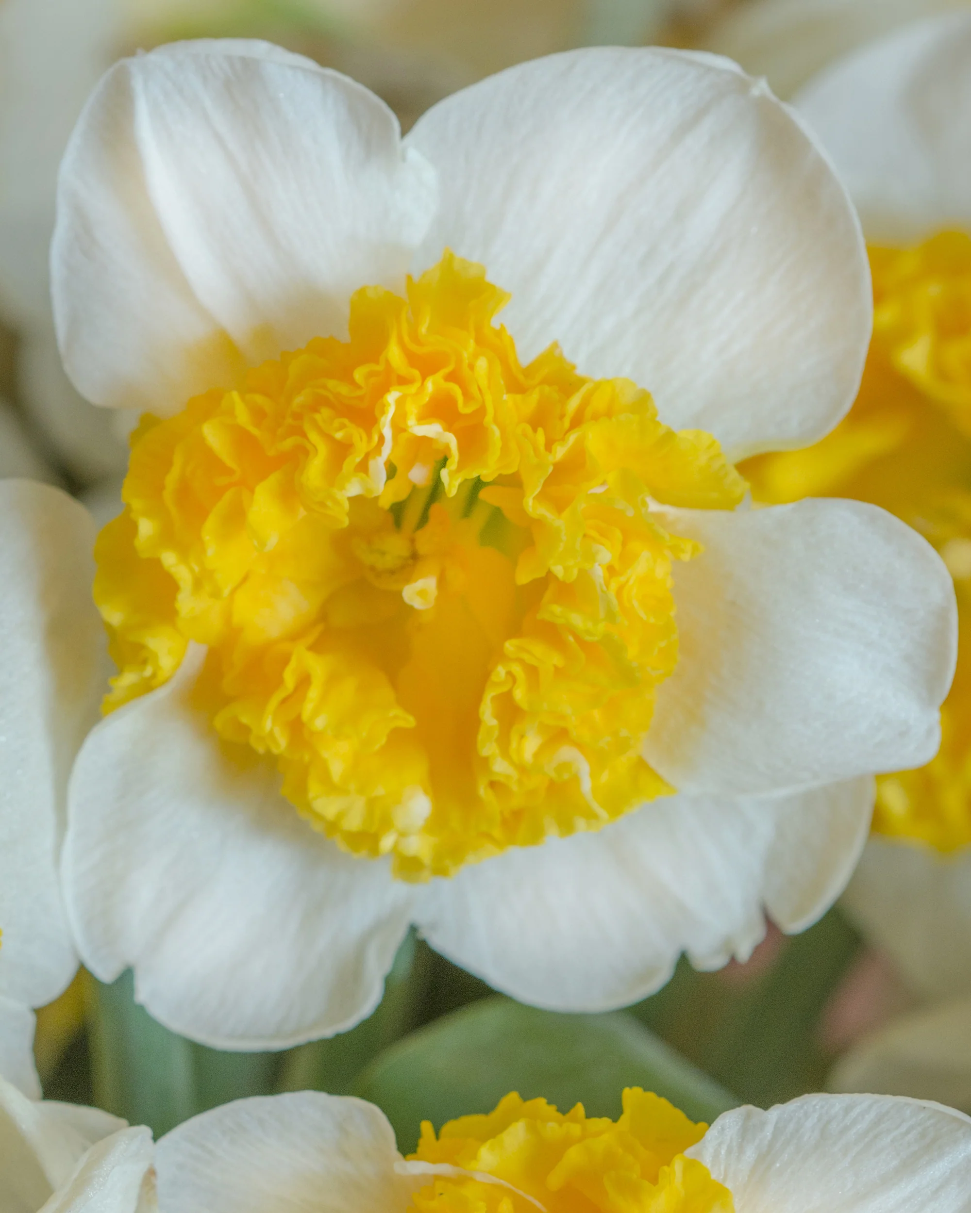 Narcissus 'Can Can Girl'