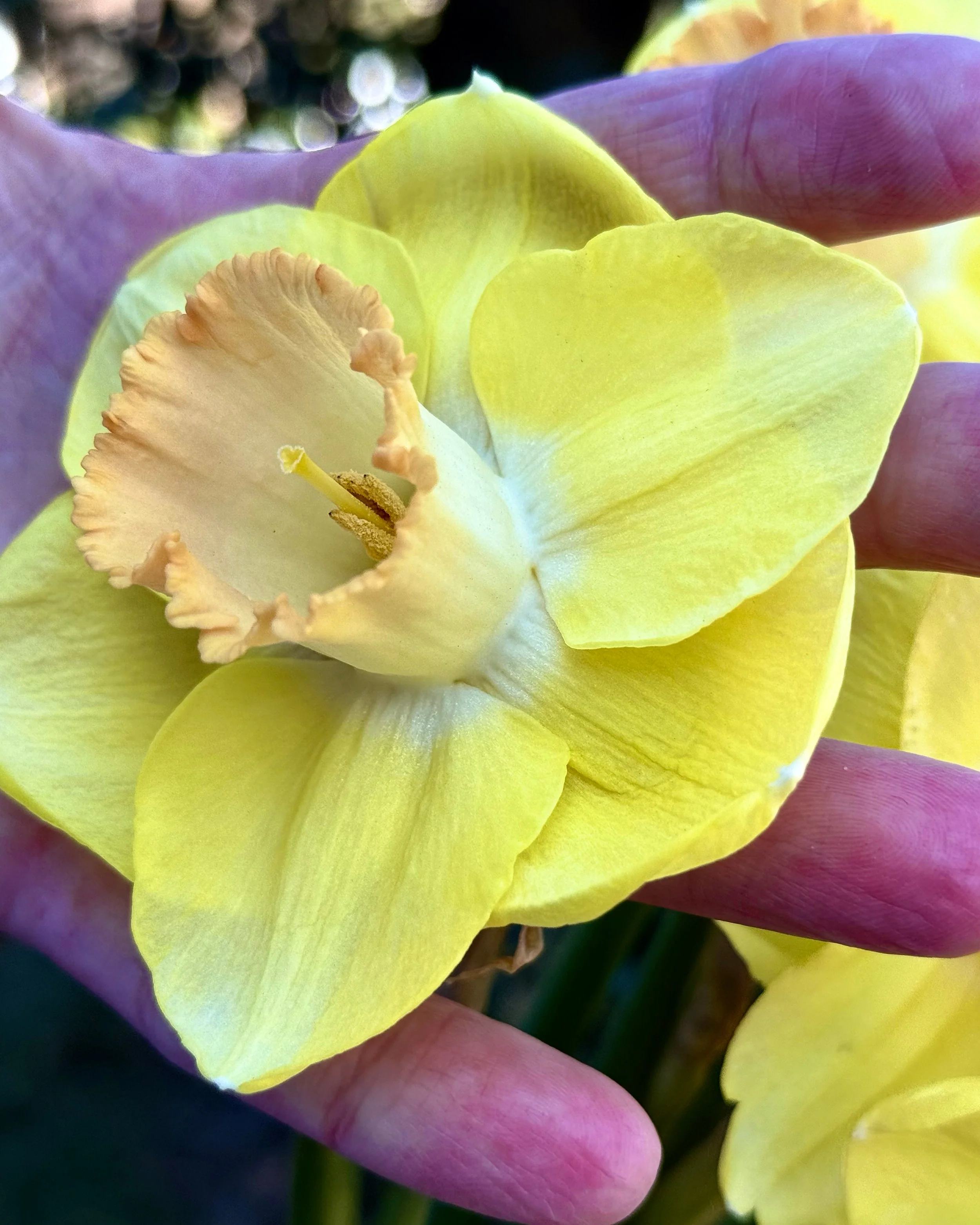 Narcissus 'Chemeketa' - Image 2