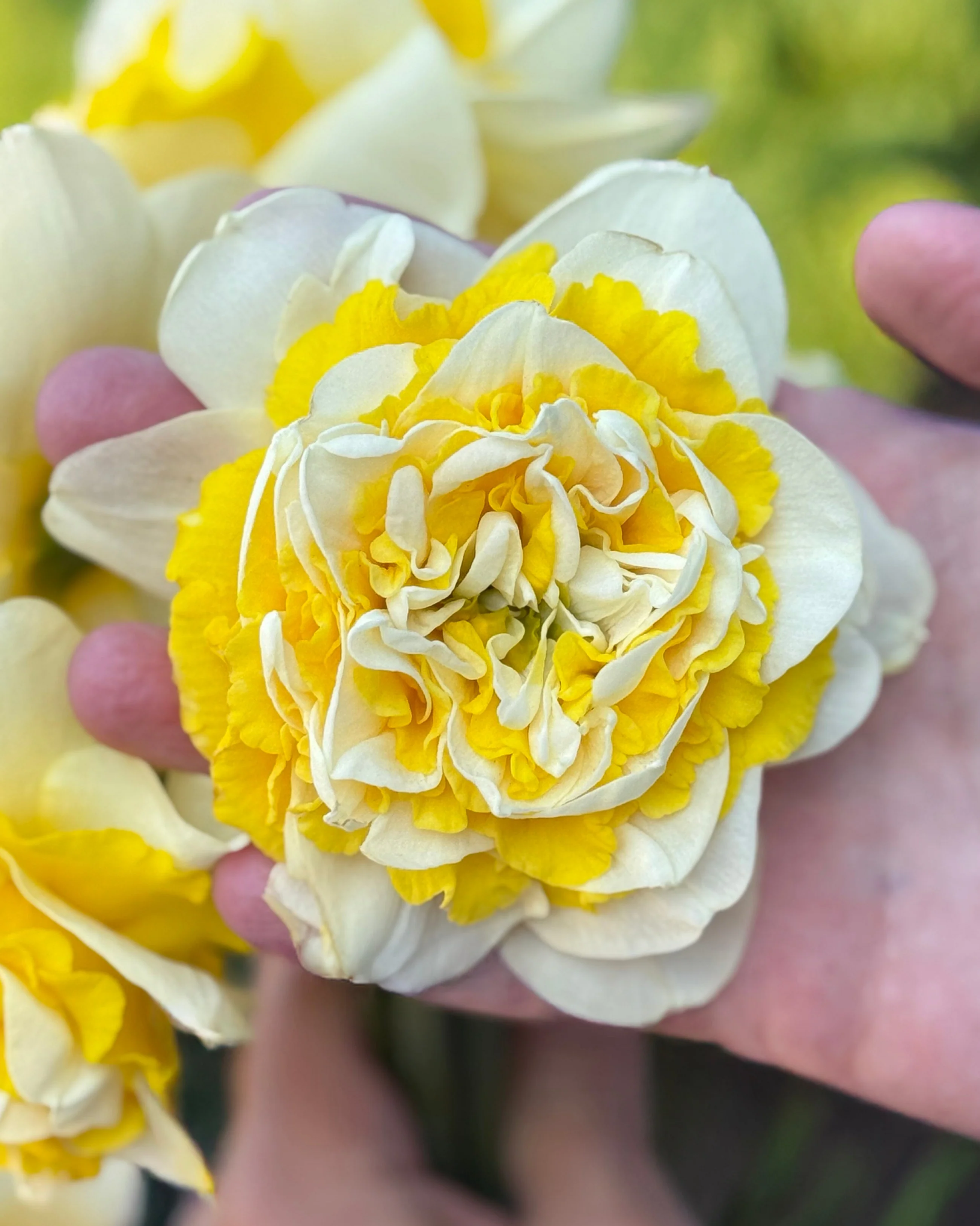 Narcissus 'Dutch Lion'