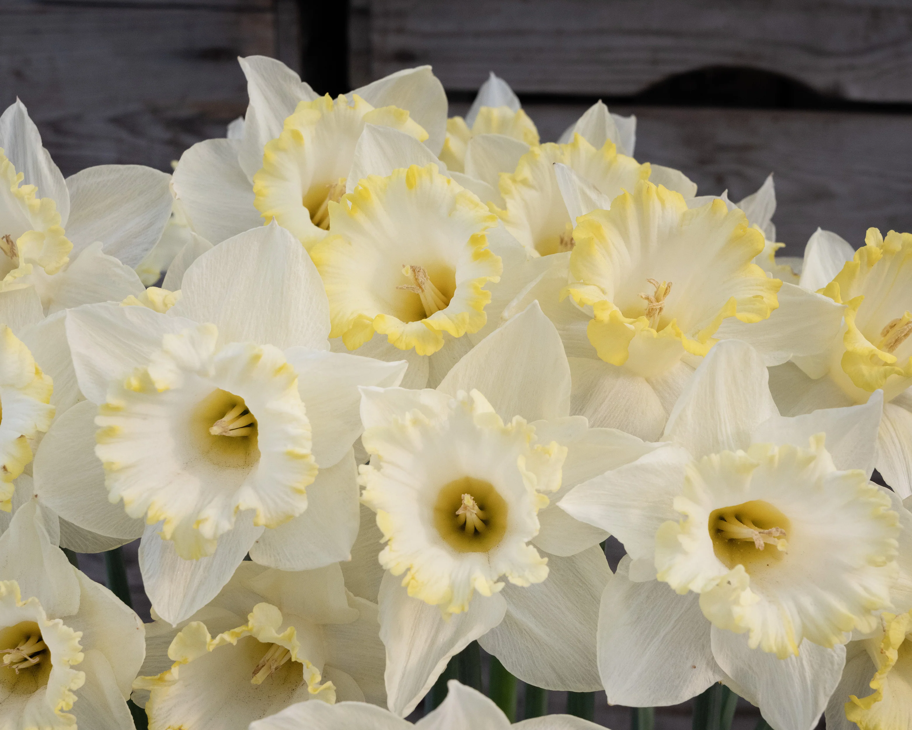 Narcissus 'Dutch Mountain' - Image 2