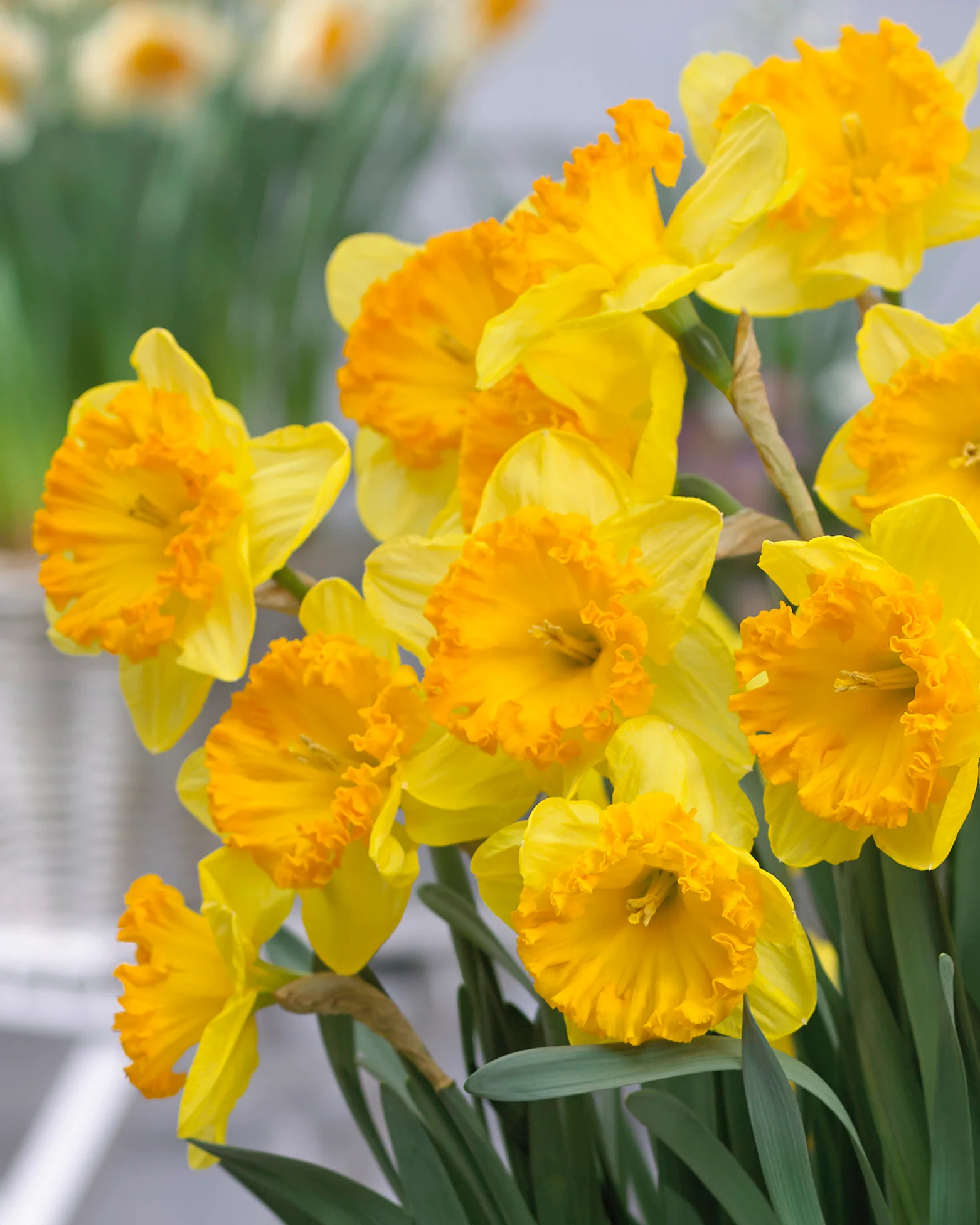 Narcissus 'Ferris Wheel' - Image 2