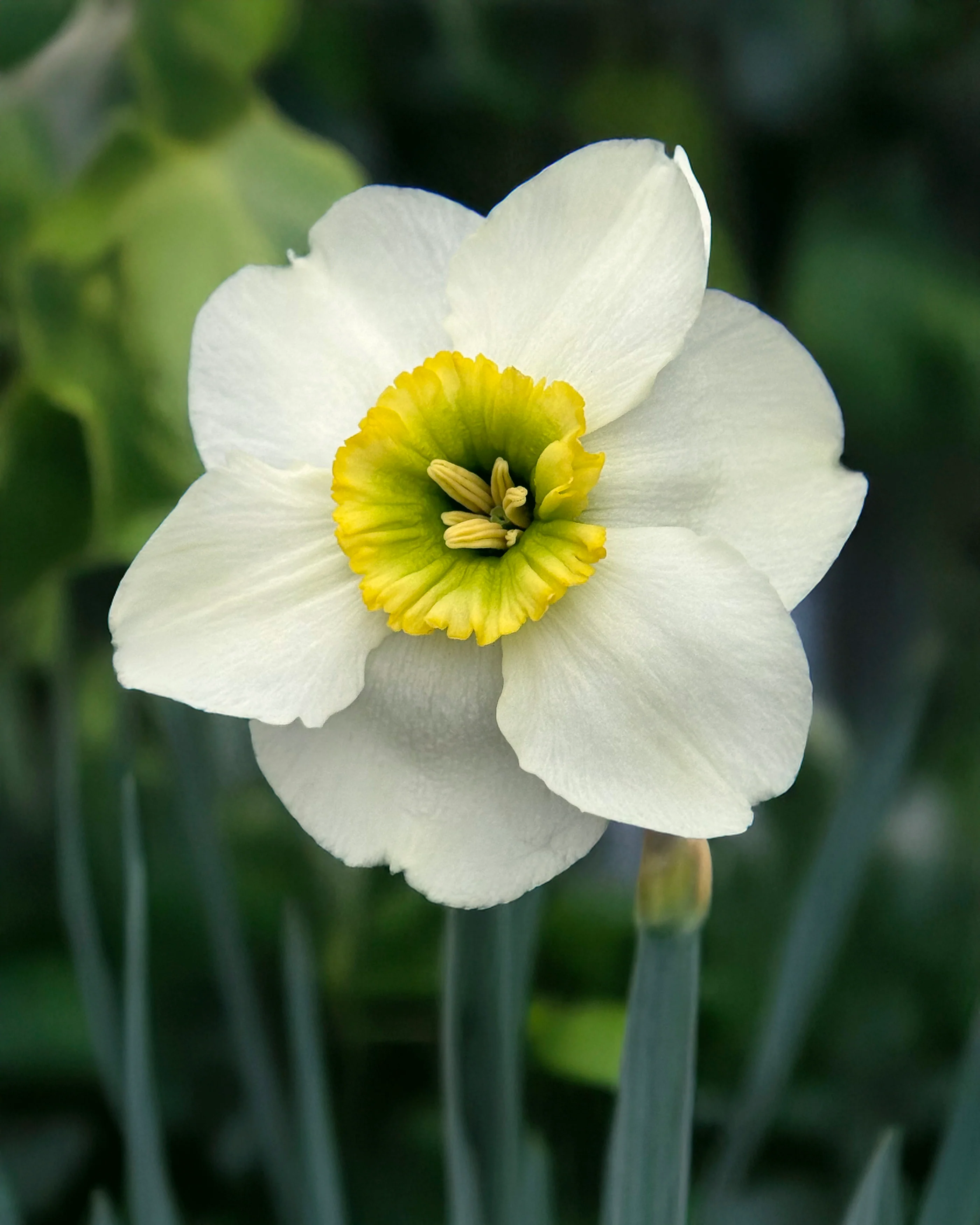 Narcissus 'Gracy's Green'