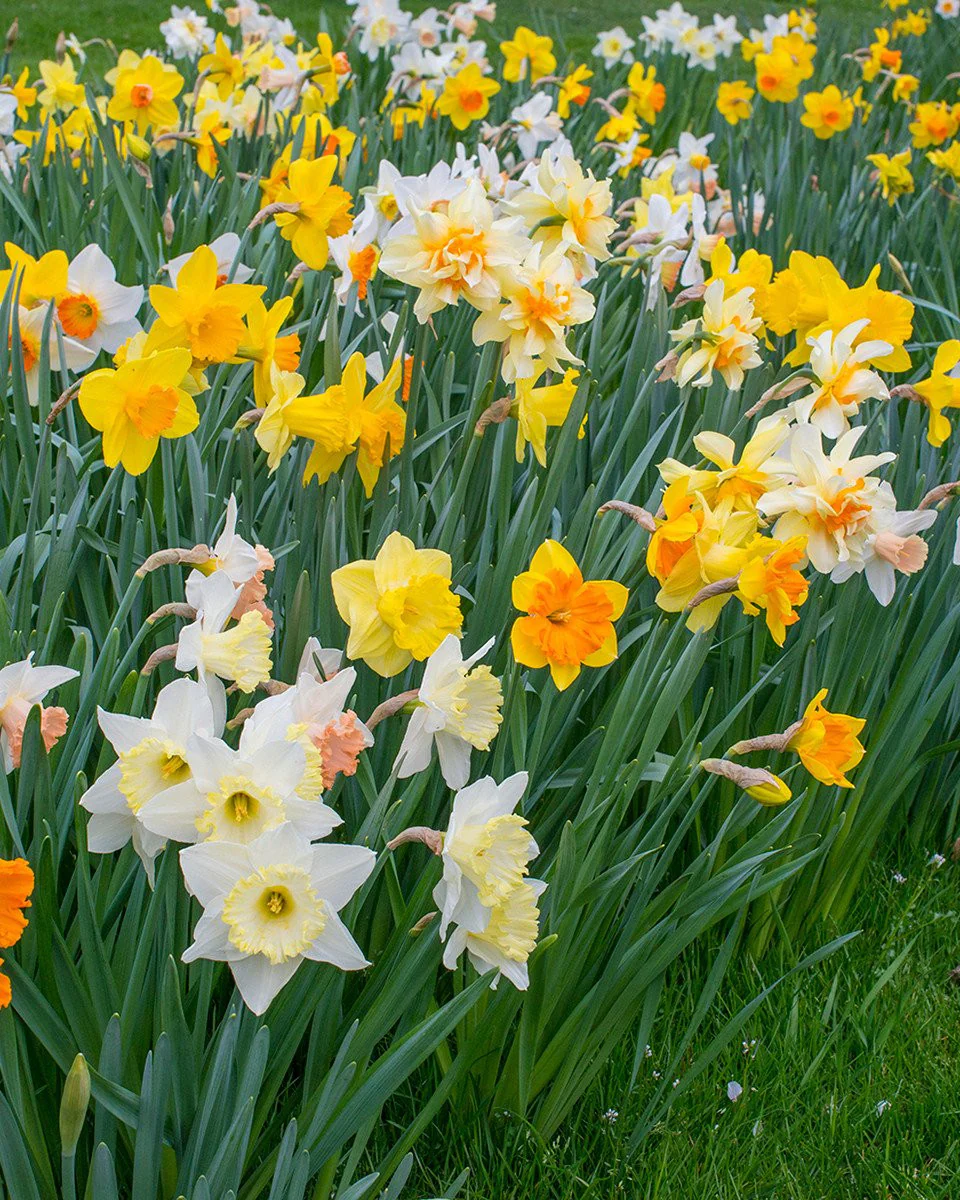 Narcissus 'Harlequin Mix'