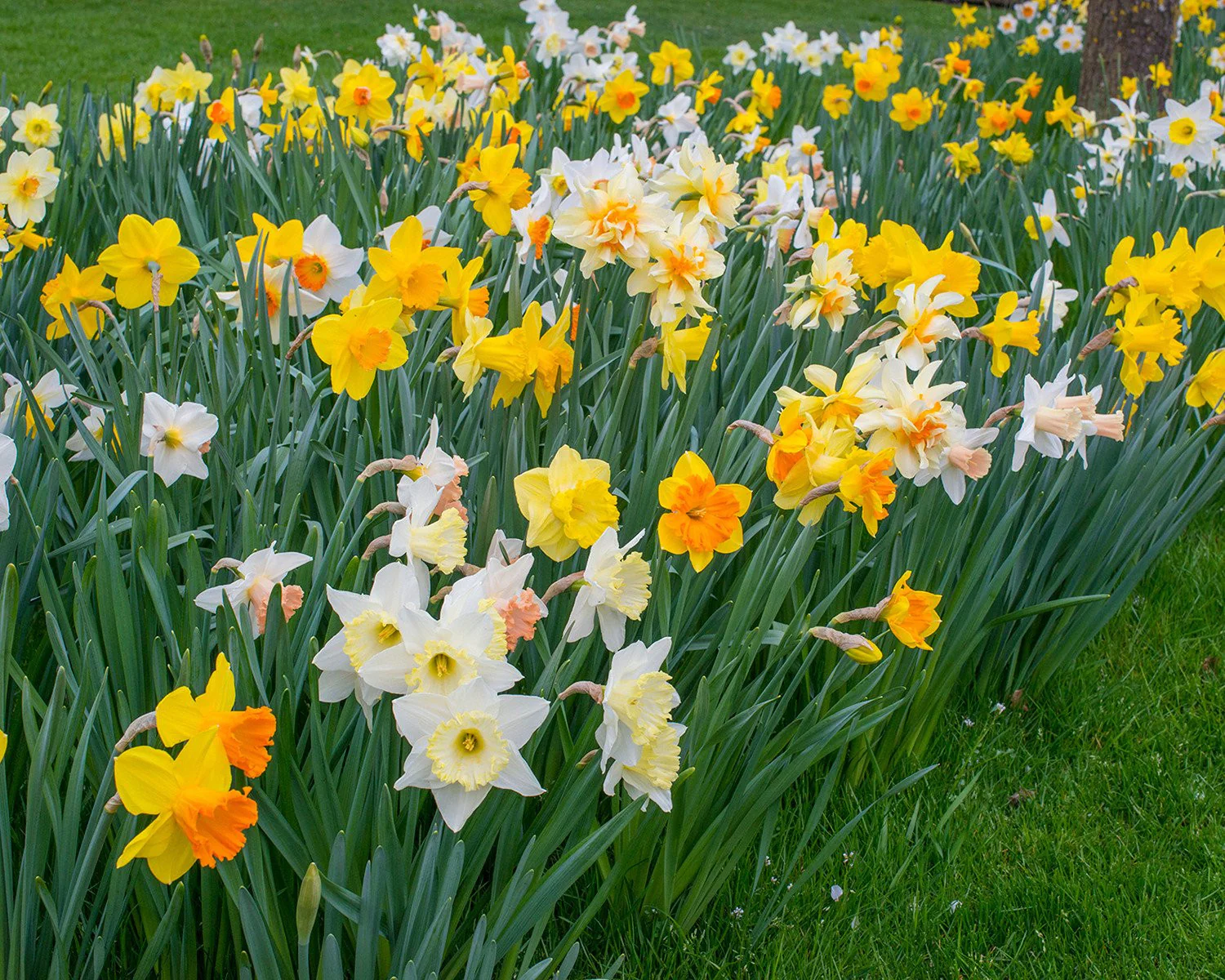 Narcissus 'Harlequin Mix' - Image 2