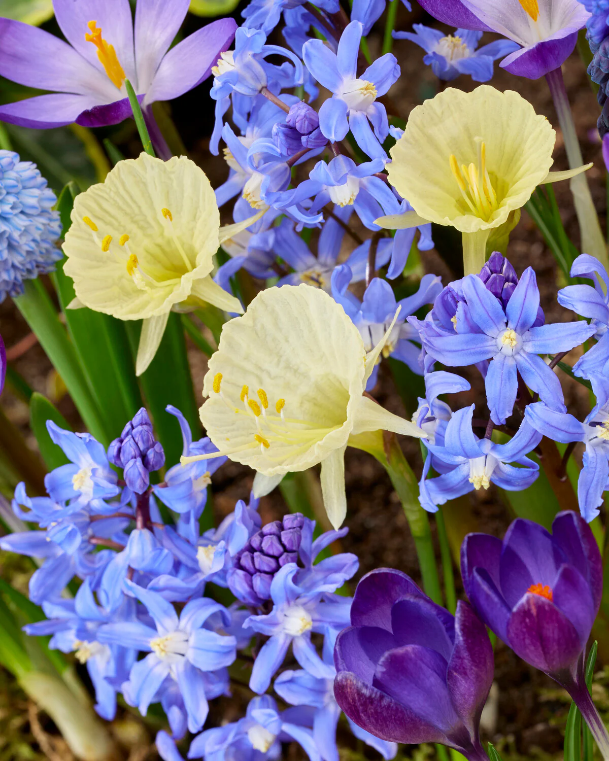 Narcissus 'Julia Jane' - Image 2