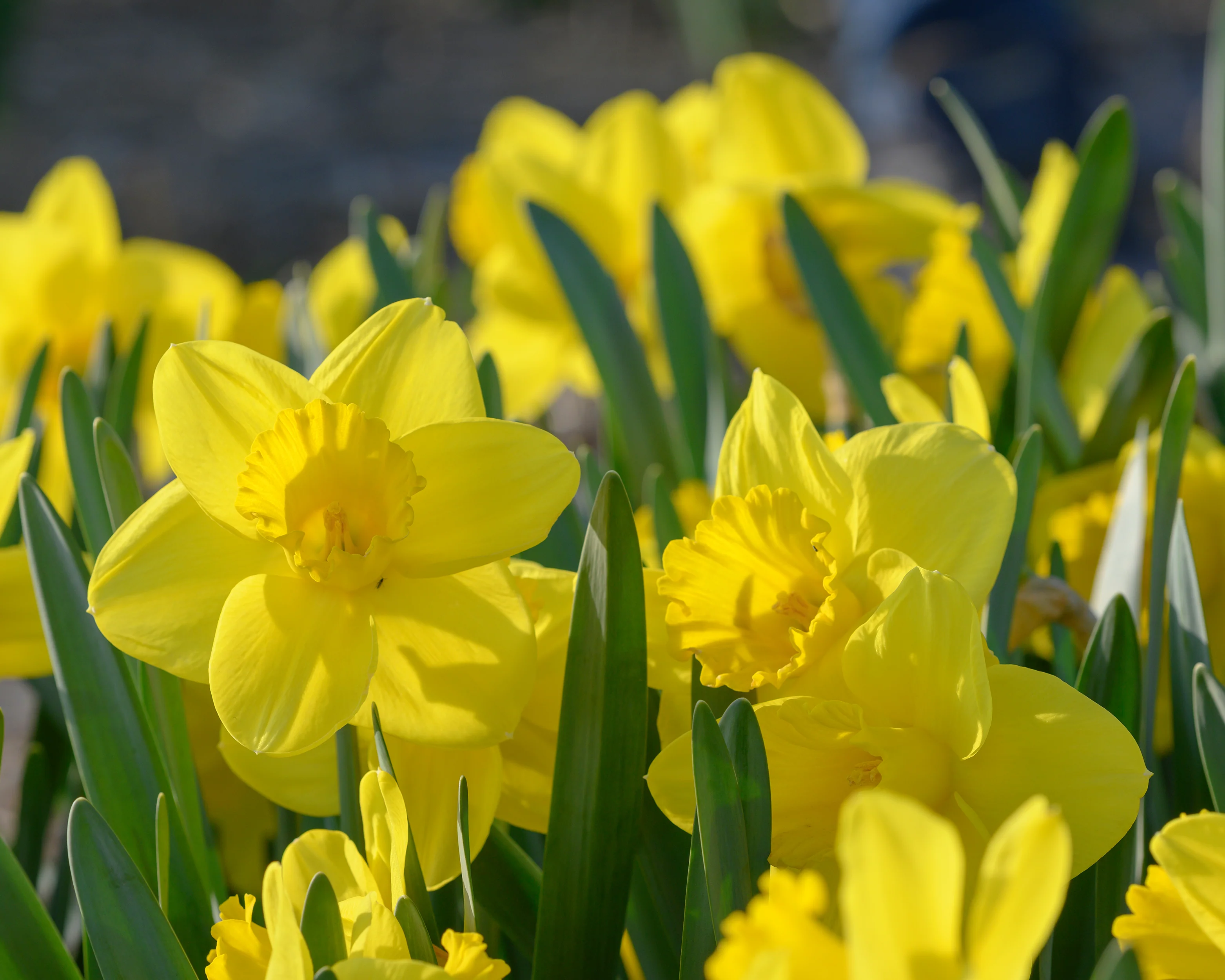 Narcissus 'Lucky Number' - Image 2
