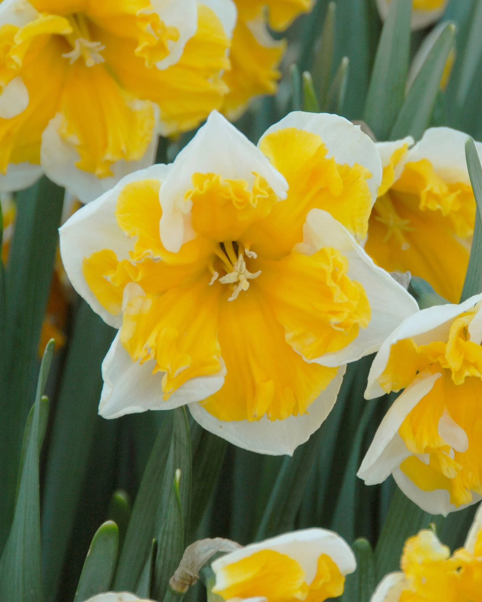 Narcissus 'Orangery'