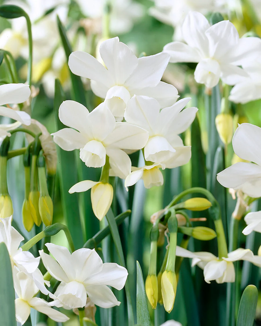 Narcissus 'Petrel'