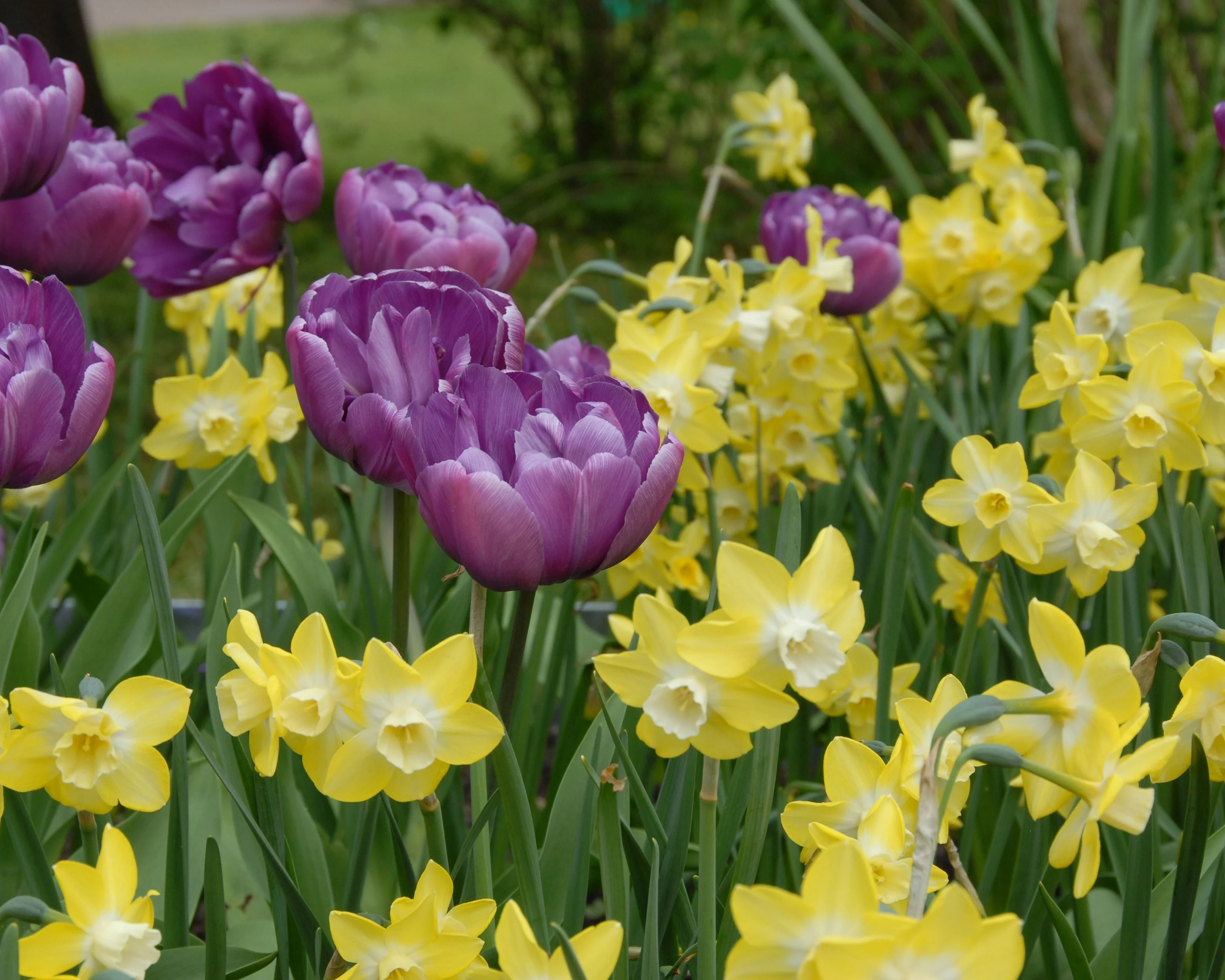 Narcissus 'Pipit' - Image 4