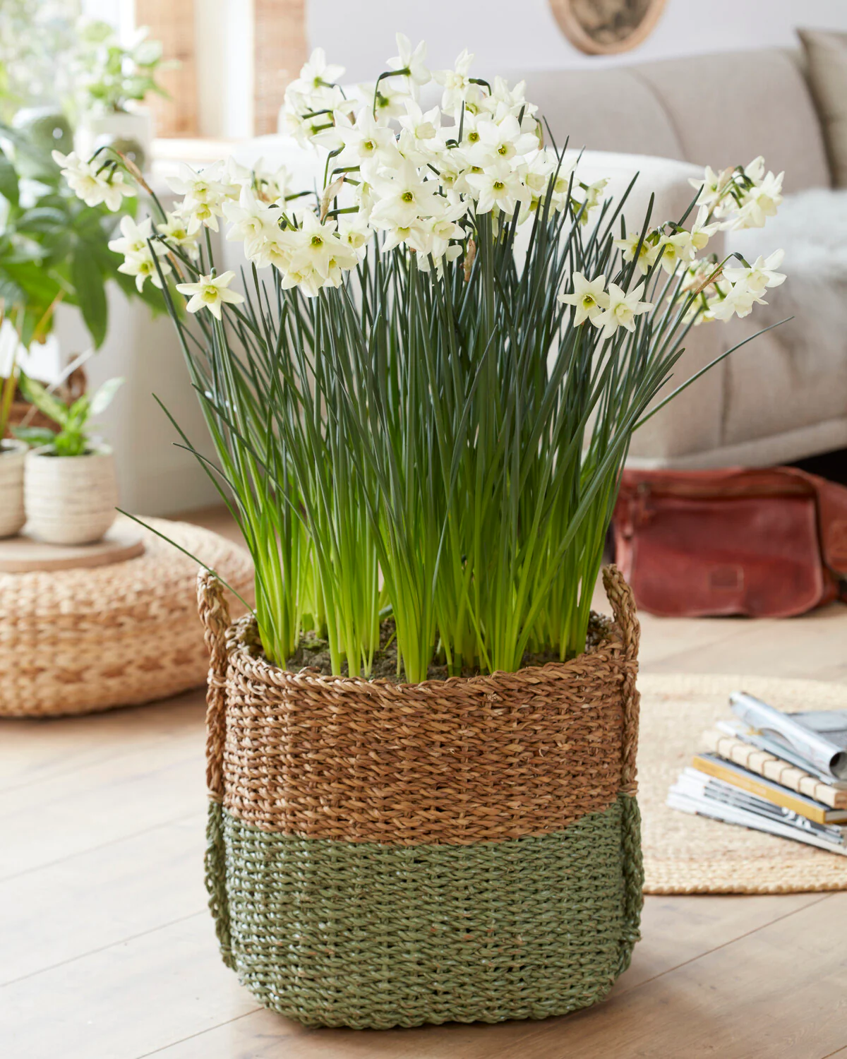 Narcissus 'Polar Hunter' - Image 2