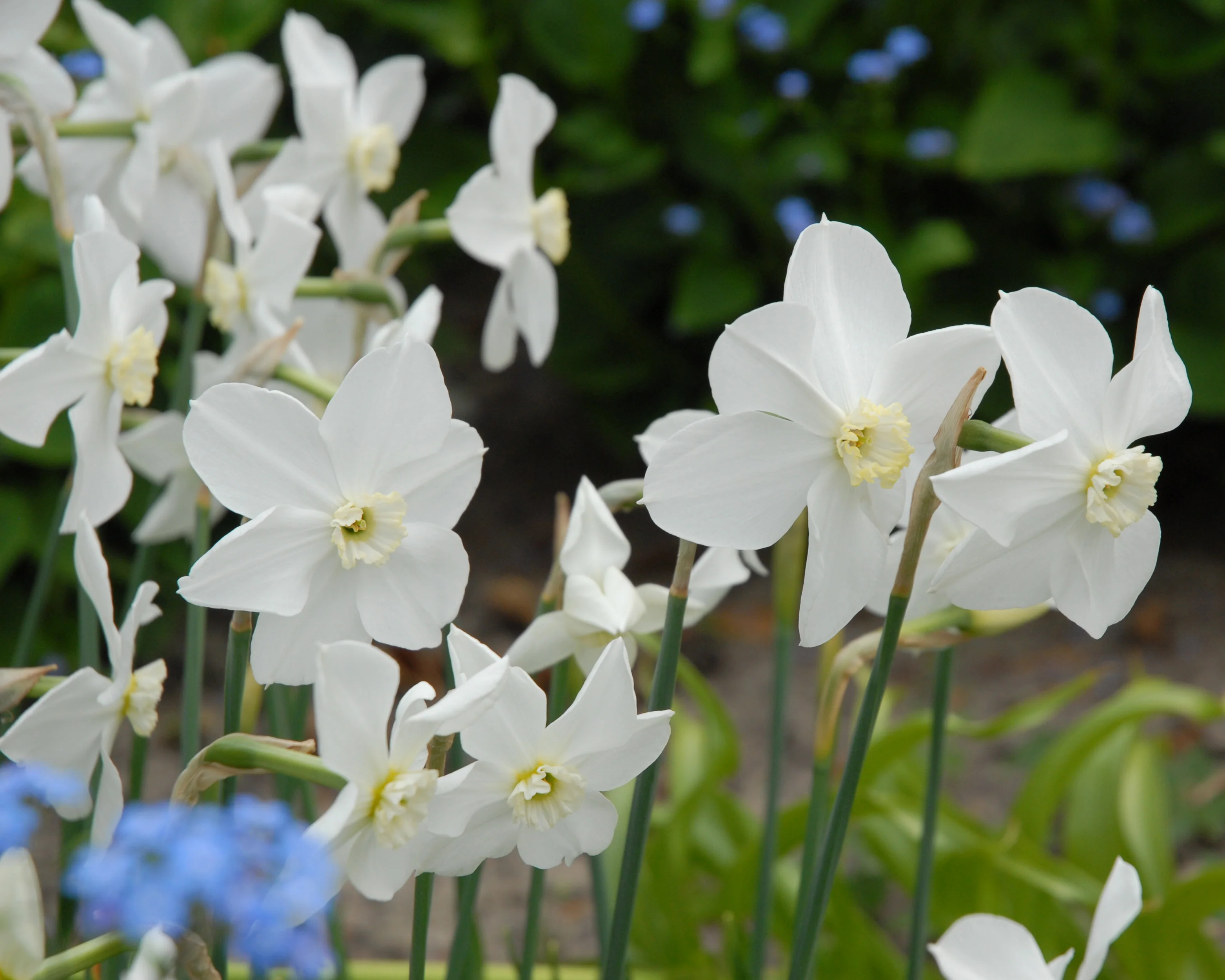 Narcissus 'Polar Ice' - Image 2