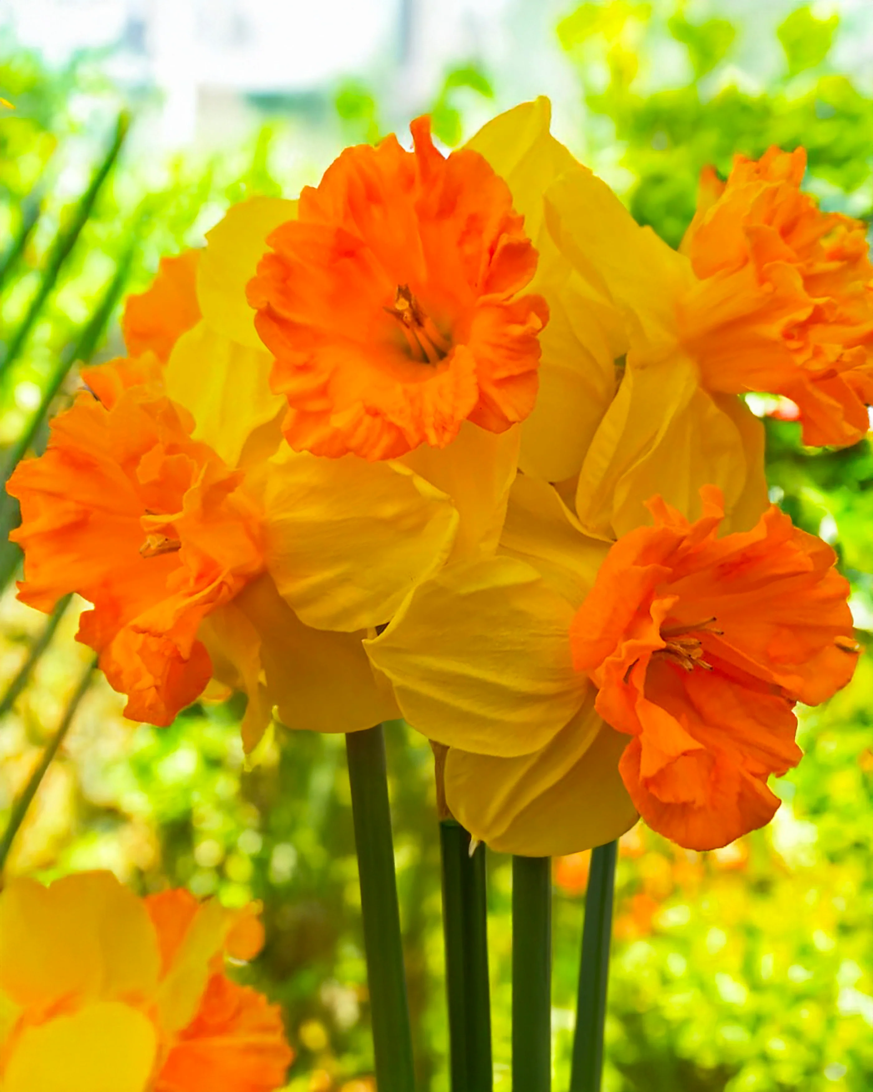 Narcissus 'Rockstar' - Image 2
