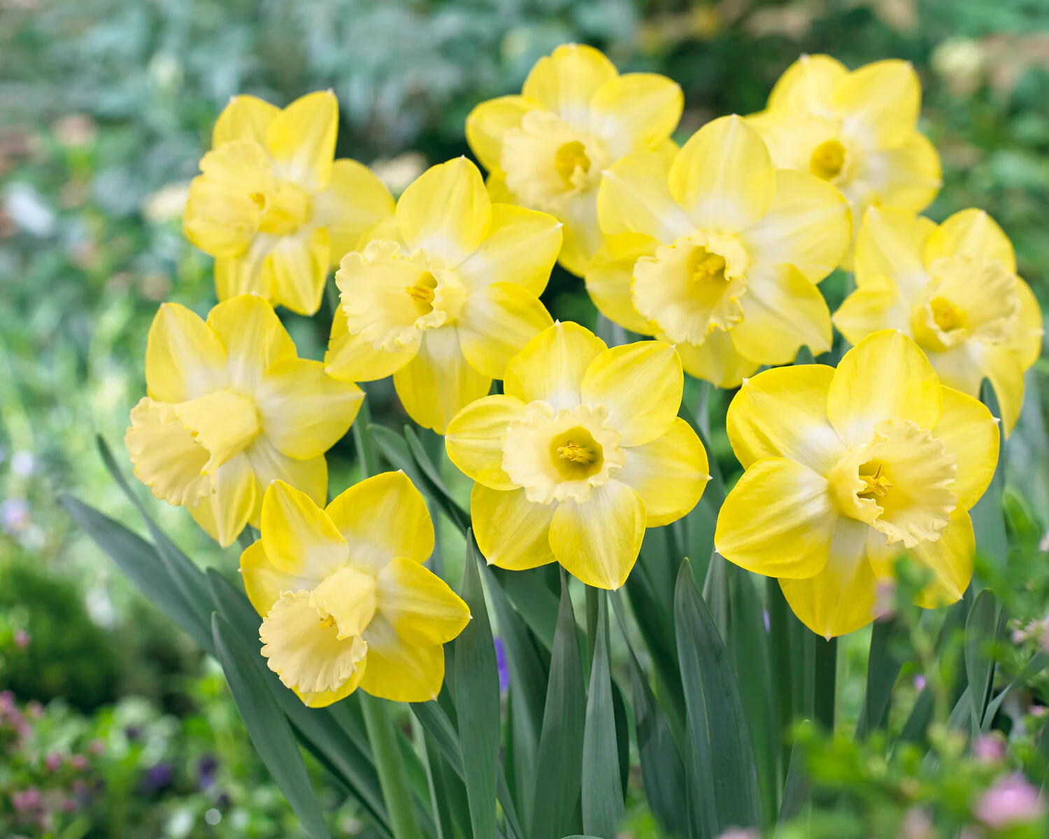 Narcissus 'Sabatini' - Image 2