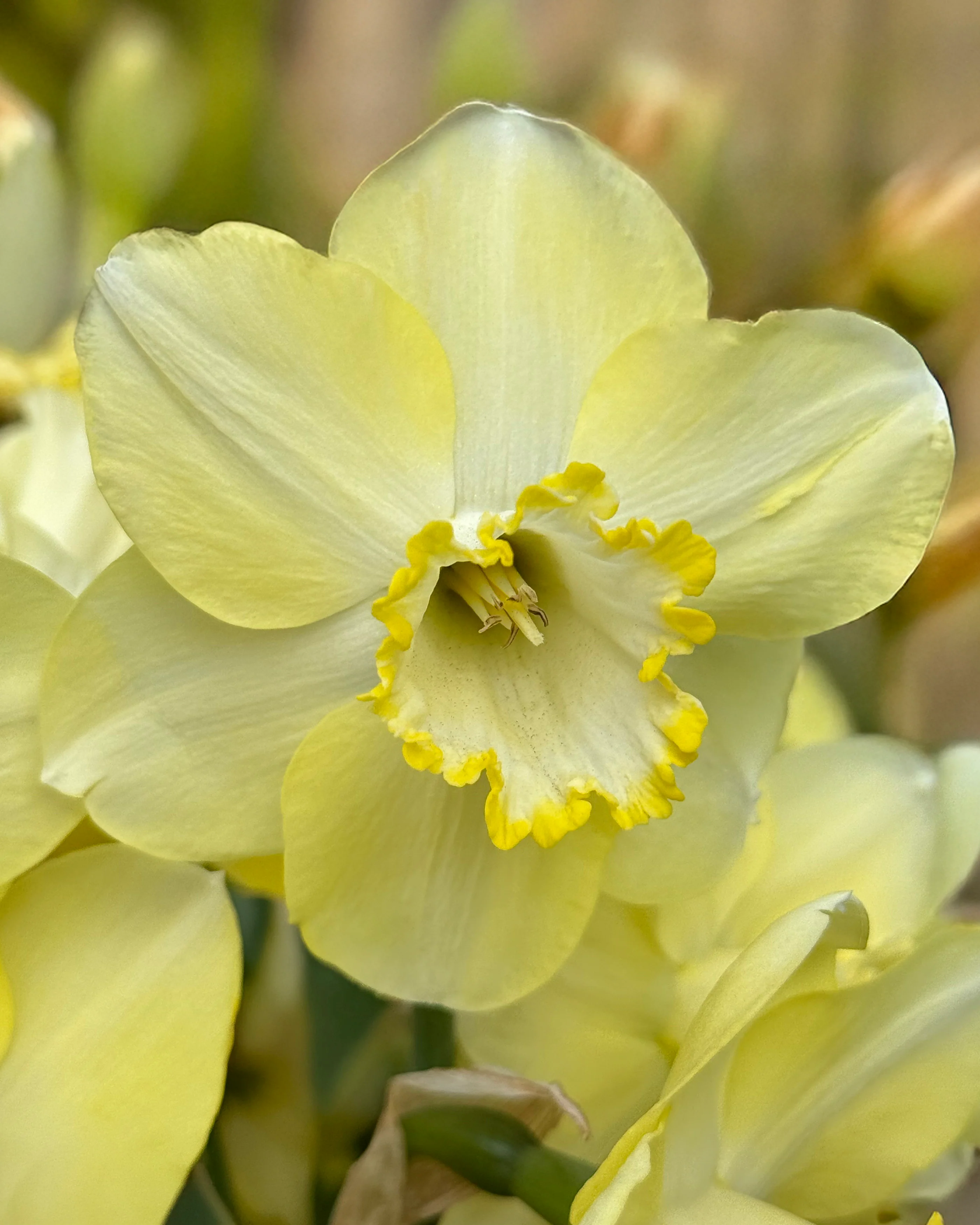 Narcissus 'Scrumpy' - Image 5