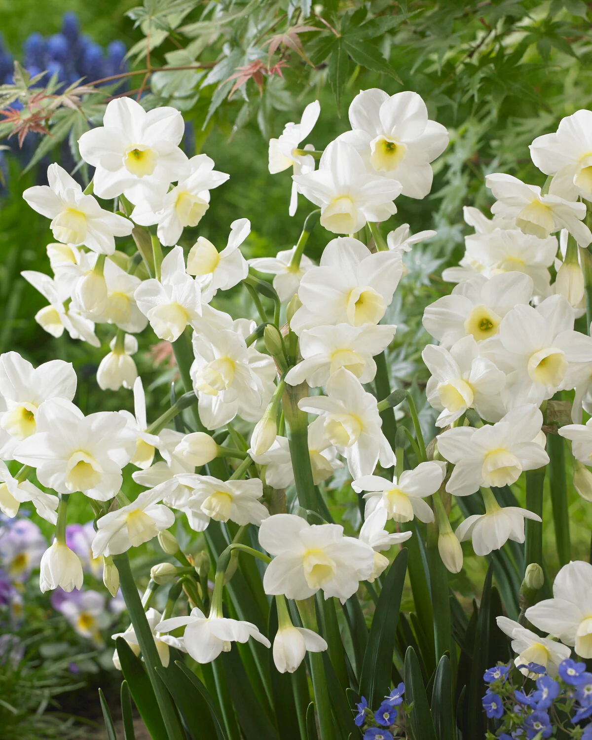 Narcissus 'Silver Chimes' - Image 2