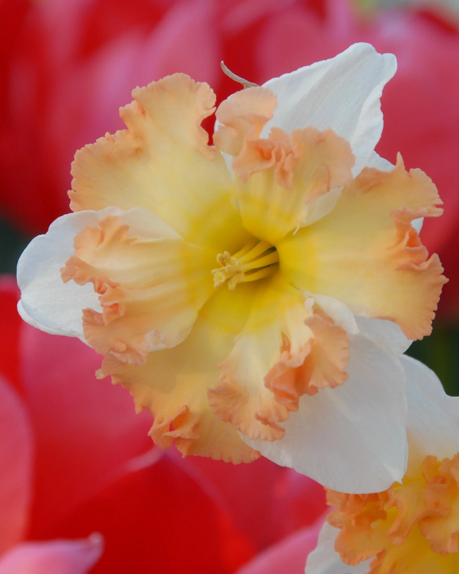 Narcissus 'Taurus'