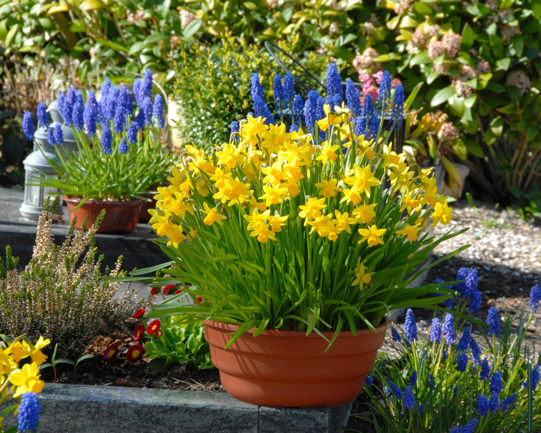 Narcissus 'TĂȘte Ă TĂȘte' - Image 11