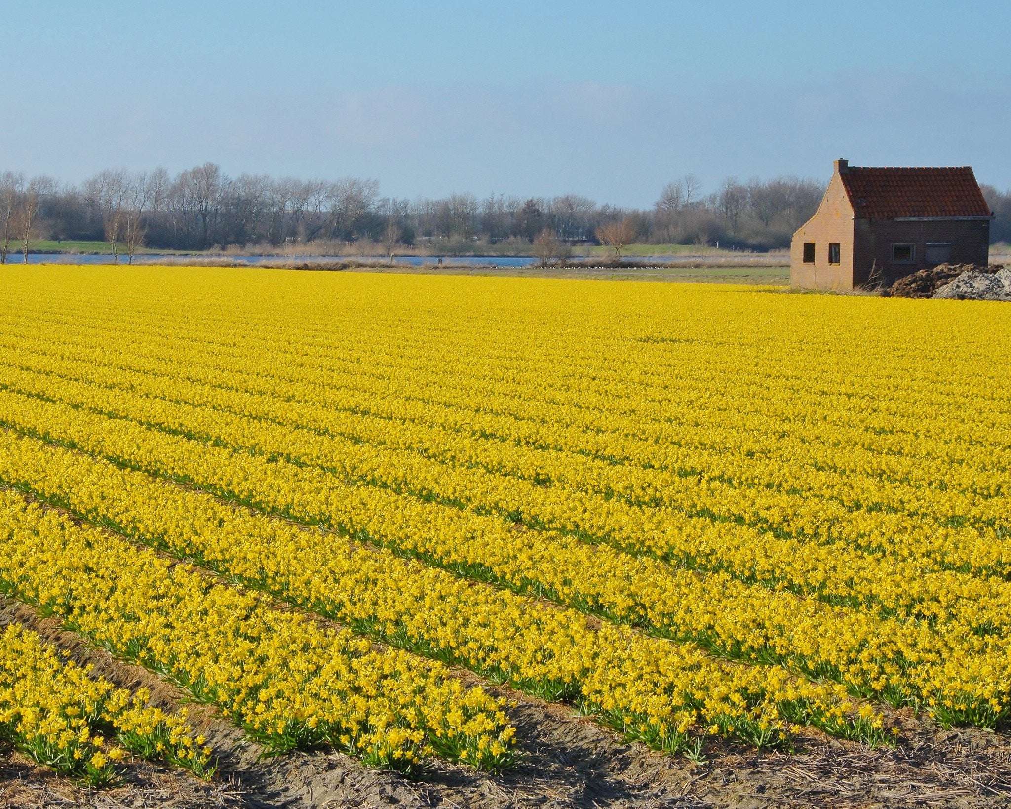 Narcissus 'TĂȘte Ă TĂȘte' - Image 12