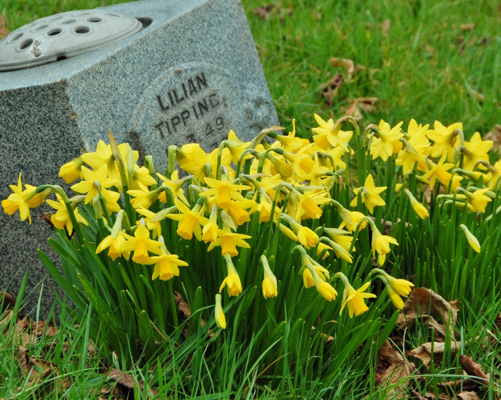 Narcissus 'TĂȘte Ă TĂȘte' - Image 13