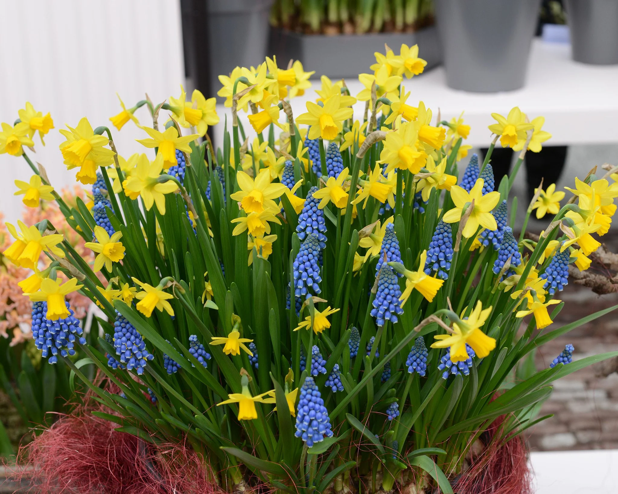 Narcissus 'TĂȘte Ă TĂȘte' - Image 14