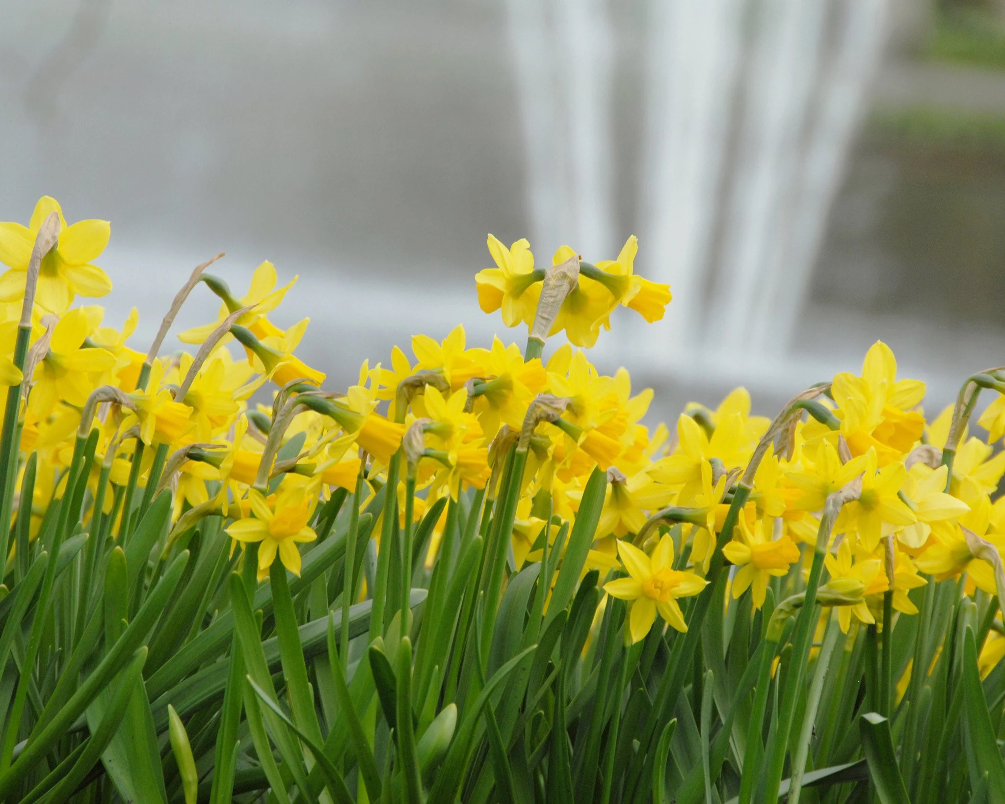 Narcissus 'TĂȘte Ă TĂȘte' - Image 15
