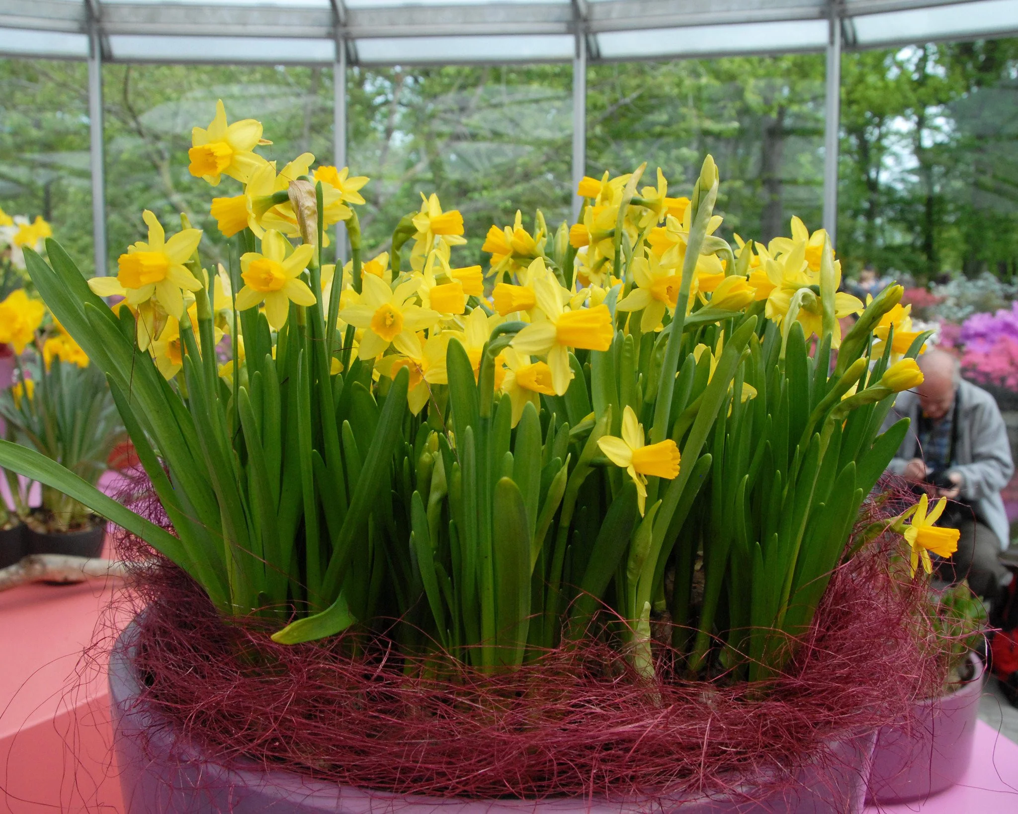 Narcissus 'TĂȘte Ă TĂȘte' - Image 16