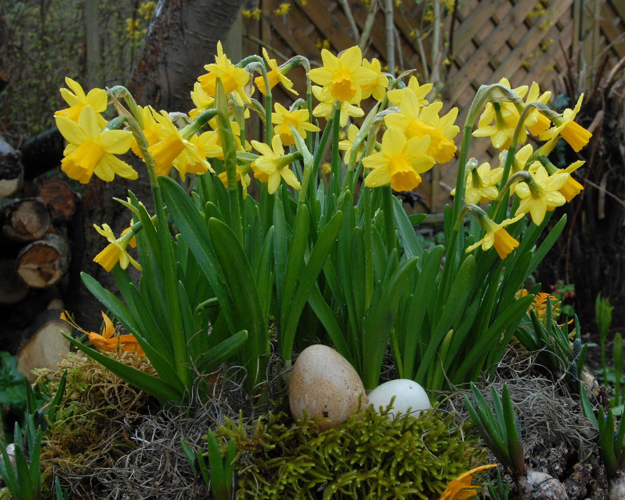 Narcissus 'TĂȘte Ă TĂȘte' - Image 6