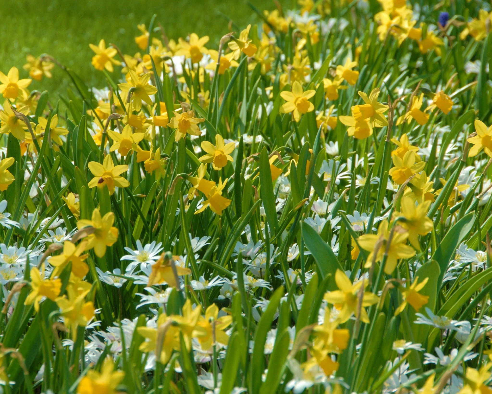 Narcissus 'TĂȘte Ă TĂȘte' - Image 8