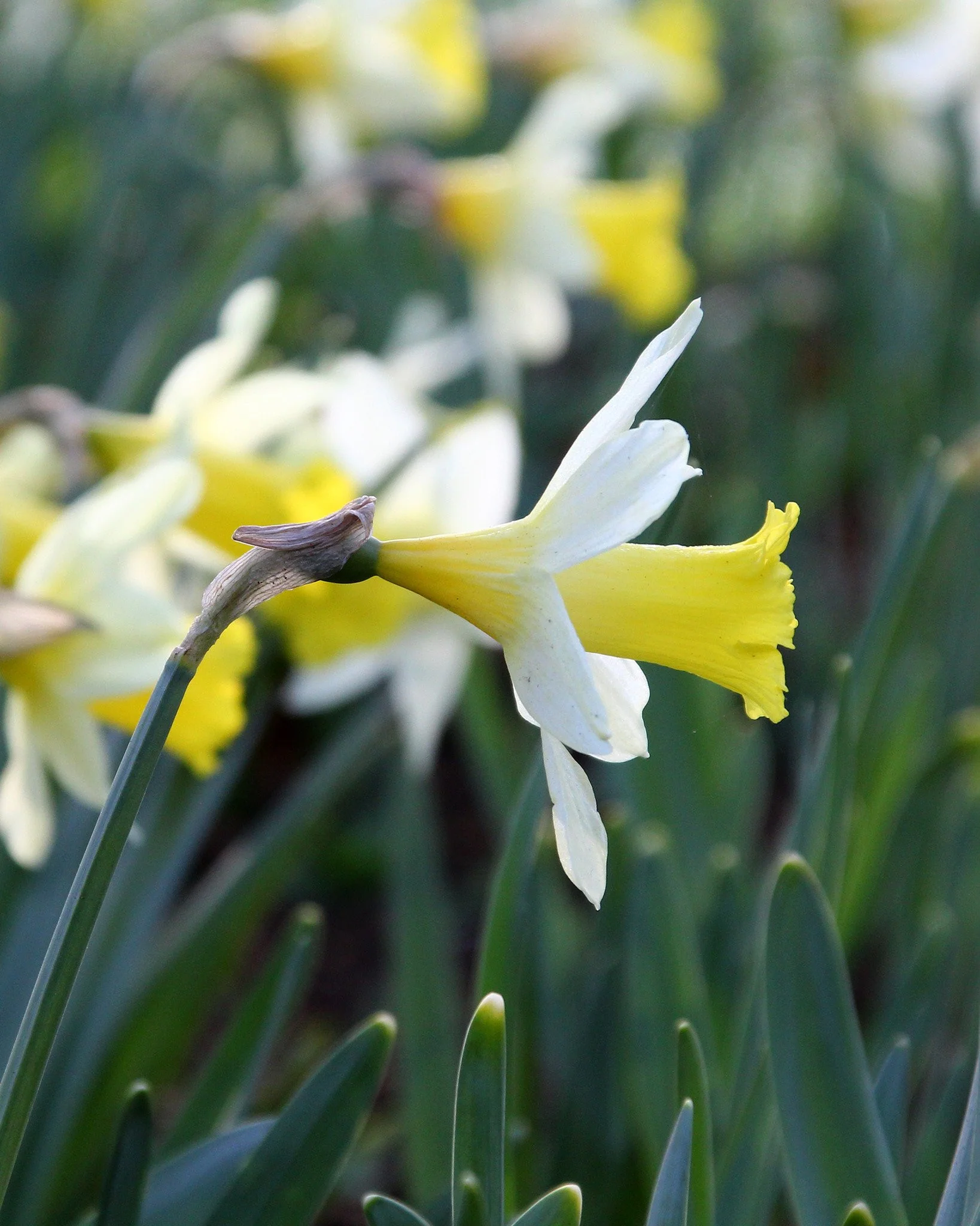 Narcissus 'Topolino'