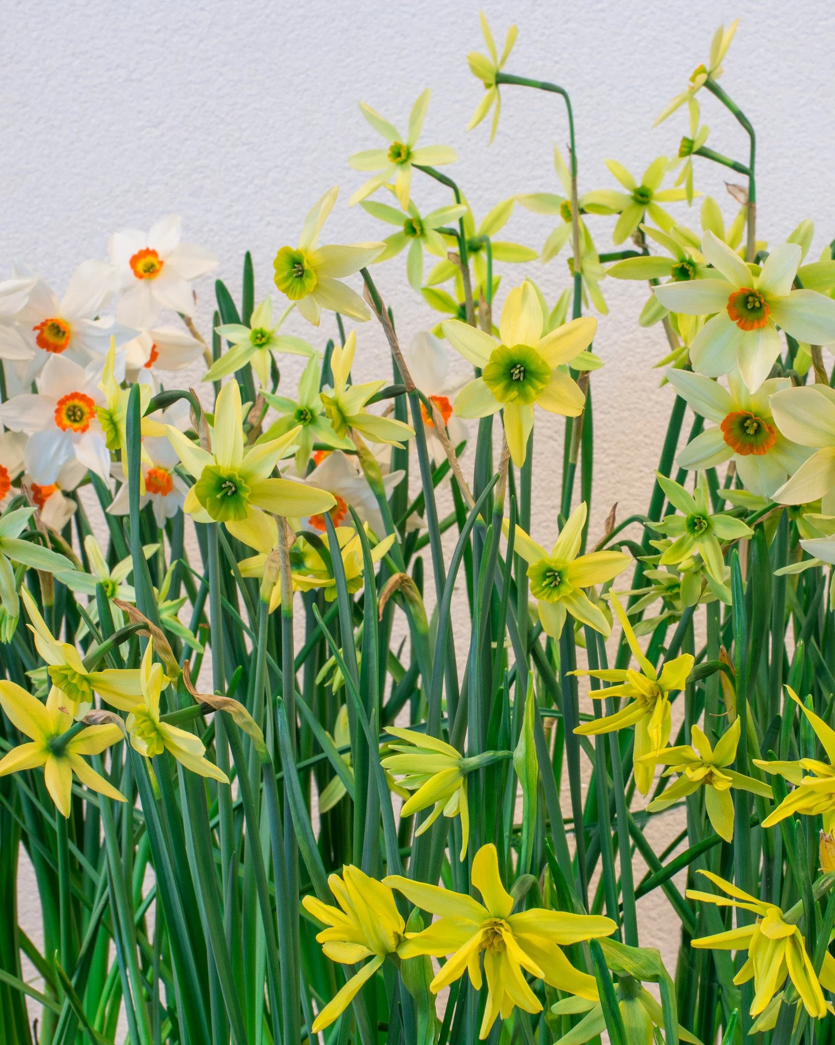 Narcissus collection 'Viridiflora'