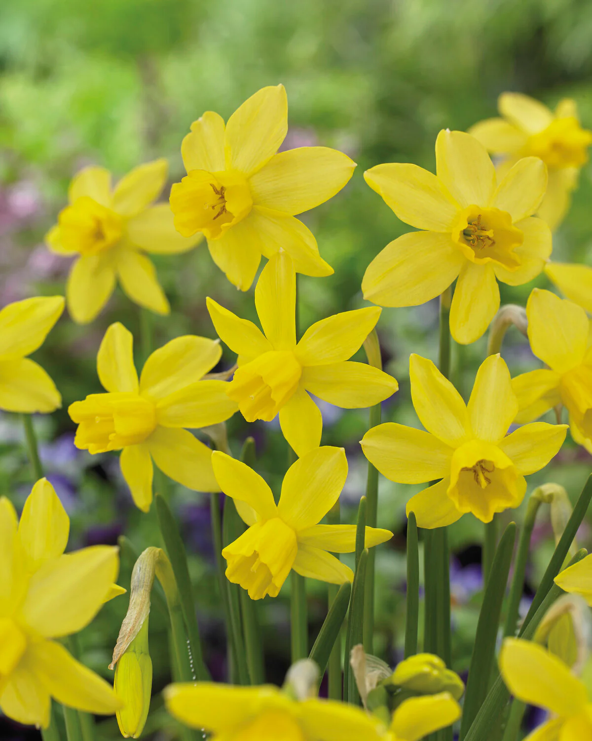 Narcissus 'Yellow Sailboat' - Image 2