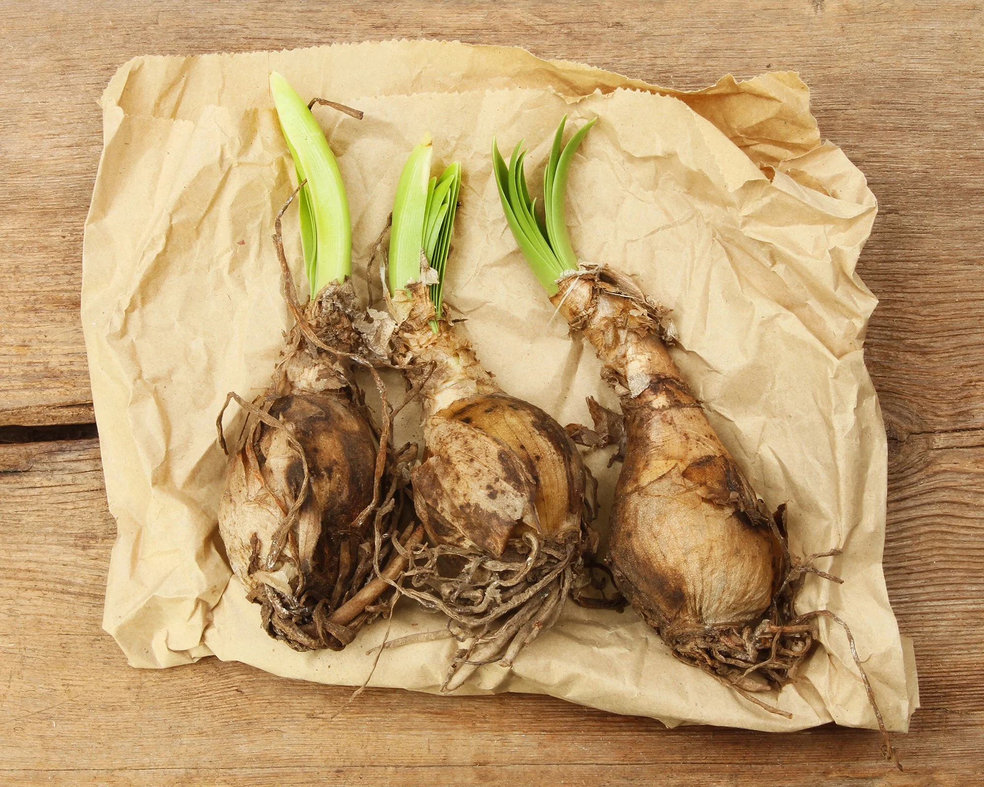 Nerine 'Lipstick' - Image 6